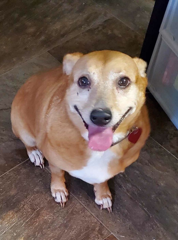 Murphy, a Adoptable mixed breed in Plant City, FL image 3/3