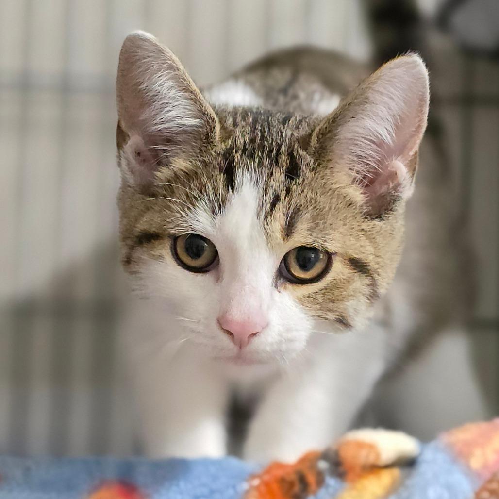 Enlarge Street, a Adoptable Domestic Short Hair in Muncie, IN image 1/1