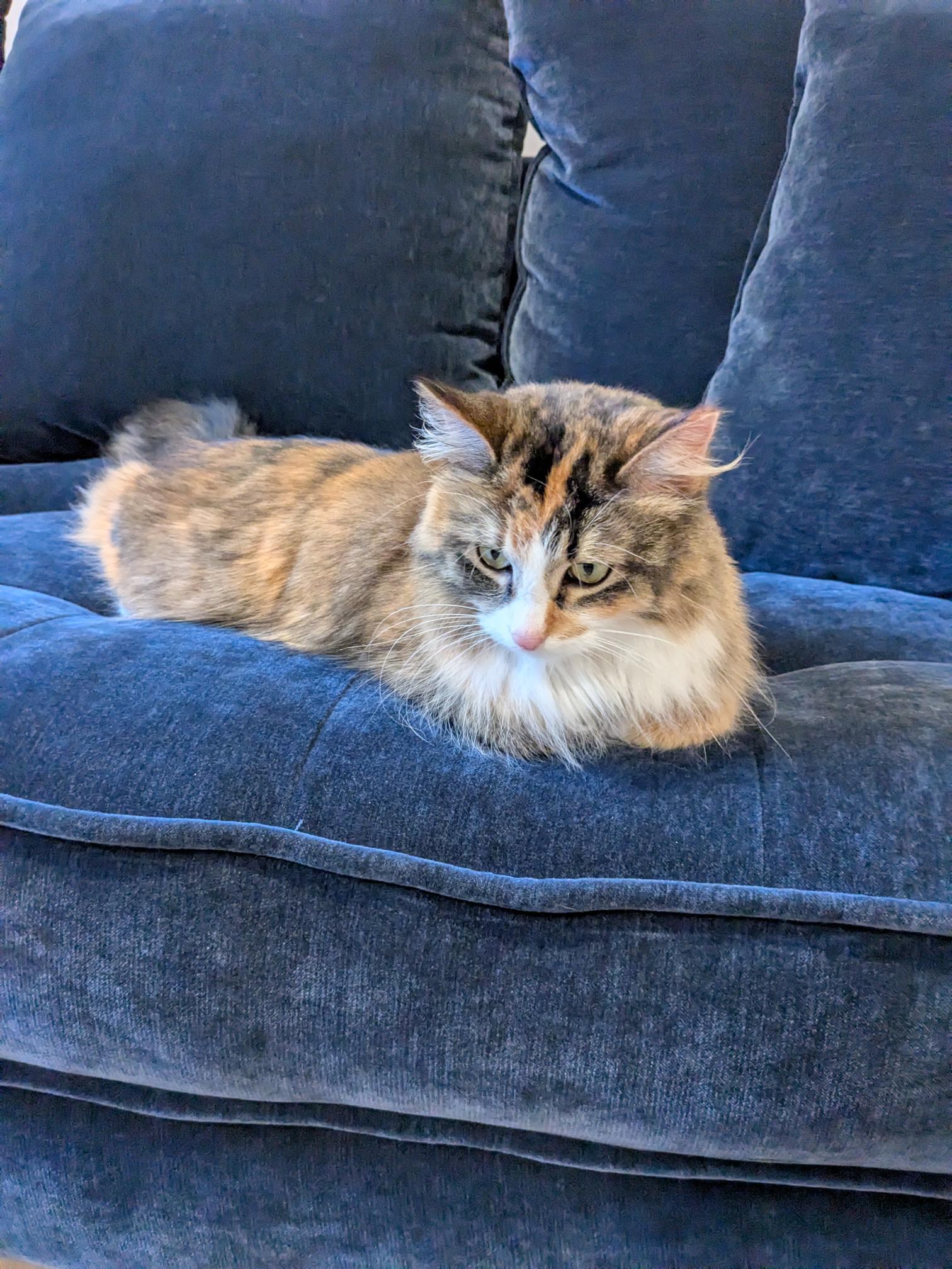 Enlarge Ash, a Adoptable Domestic Long Hair in St Paul, MN image 1/3