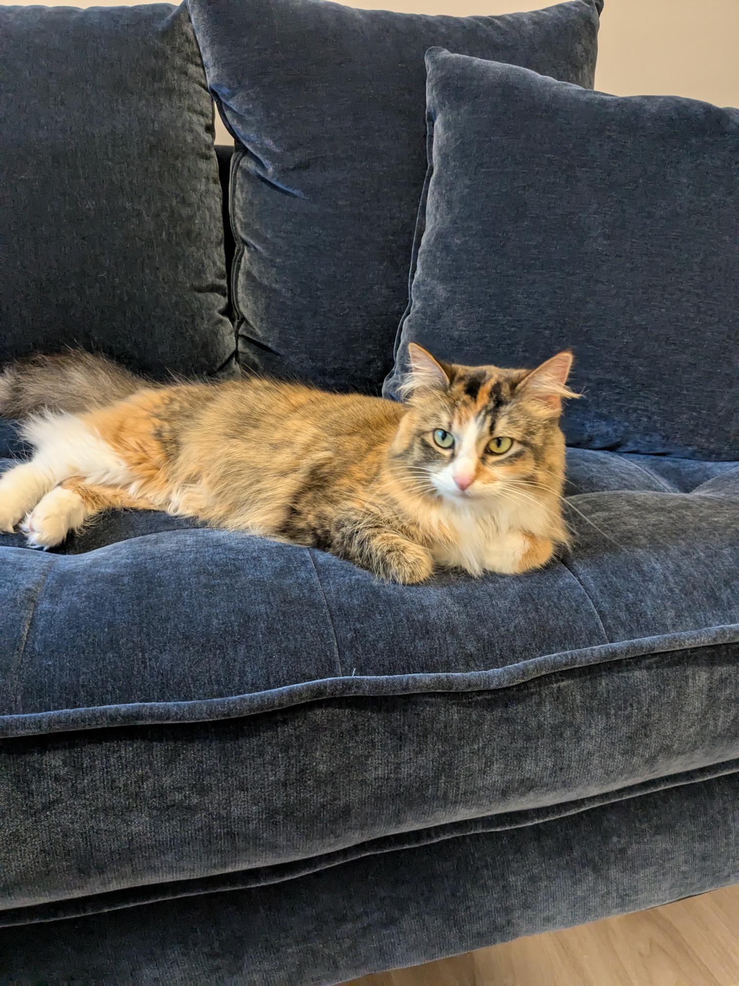 Ash, Adult Female Domestic Long Hair