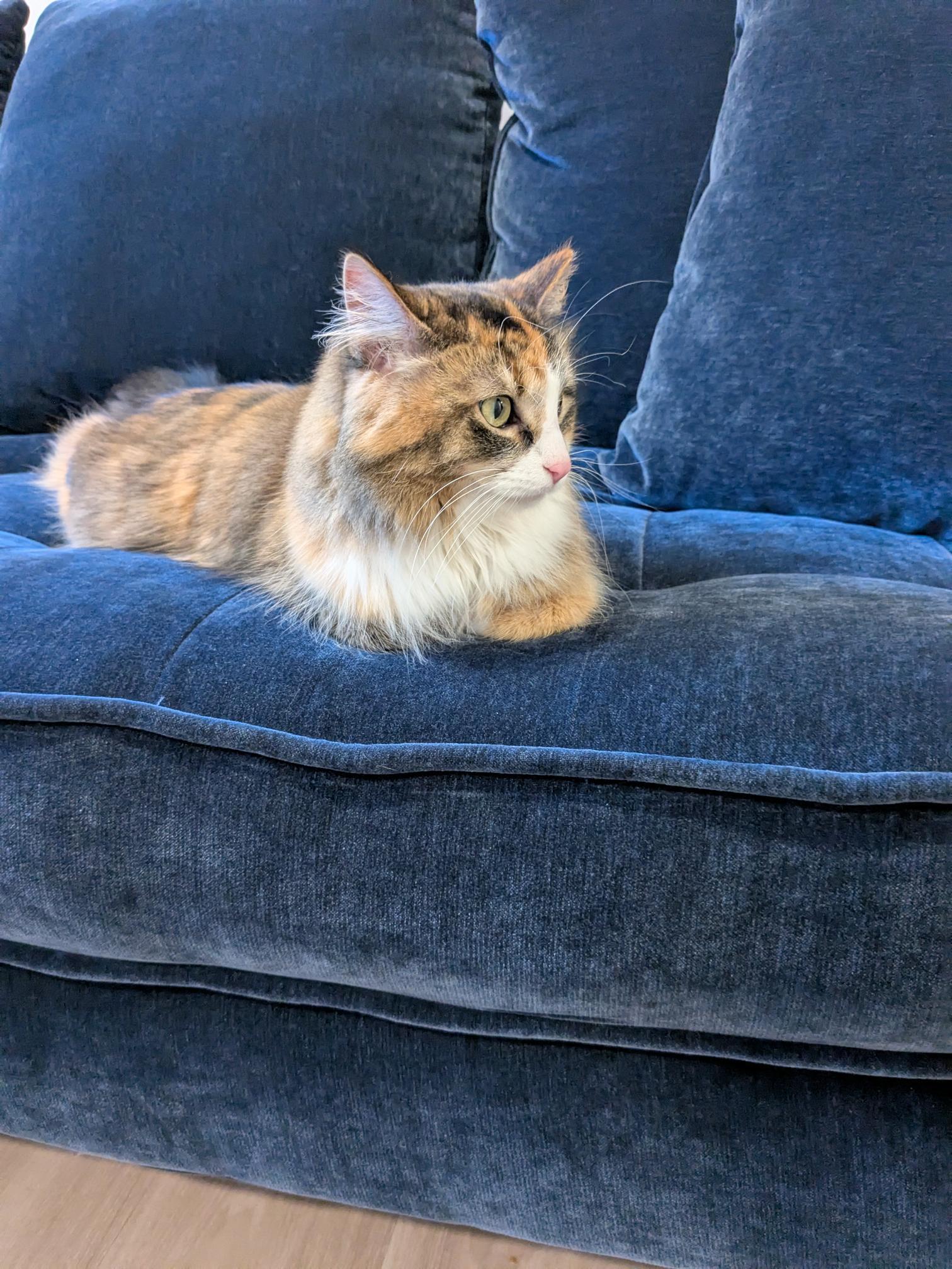 Enlarge Ash, a Adoptable Domestic Long Hair in St Paul, MN image 3/3