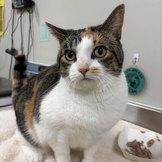 STRAY CAT "Fairy", Adoptable, Adult Female Domestic Short Hair & Mixed Breed.