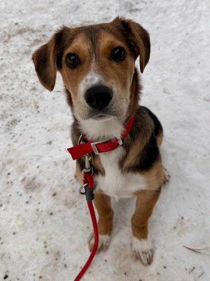 Enlarge Teddy, a Adoptable mixed breed in Columbus, OH image 1/1
