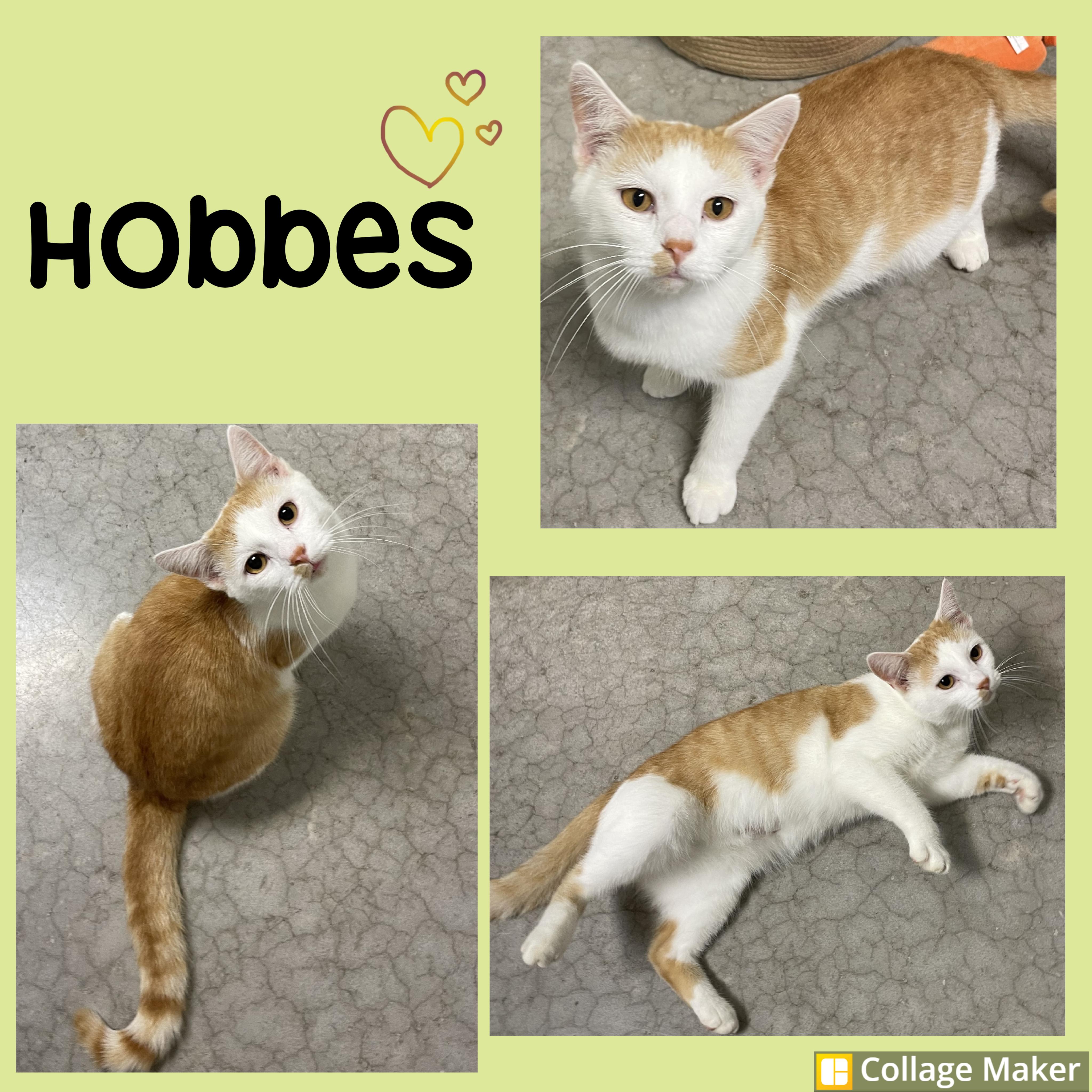 Hobbes