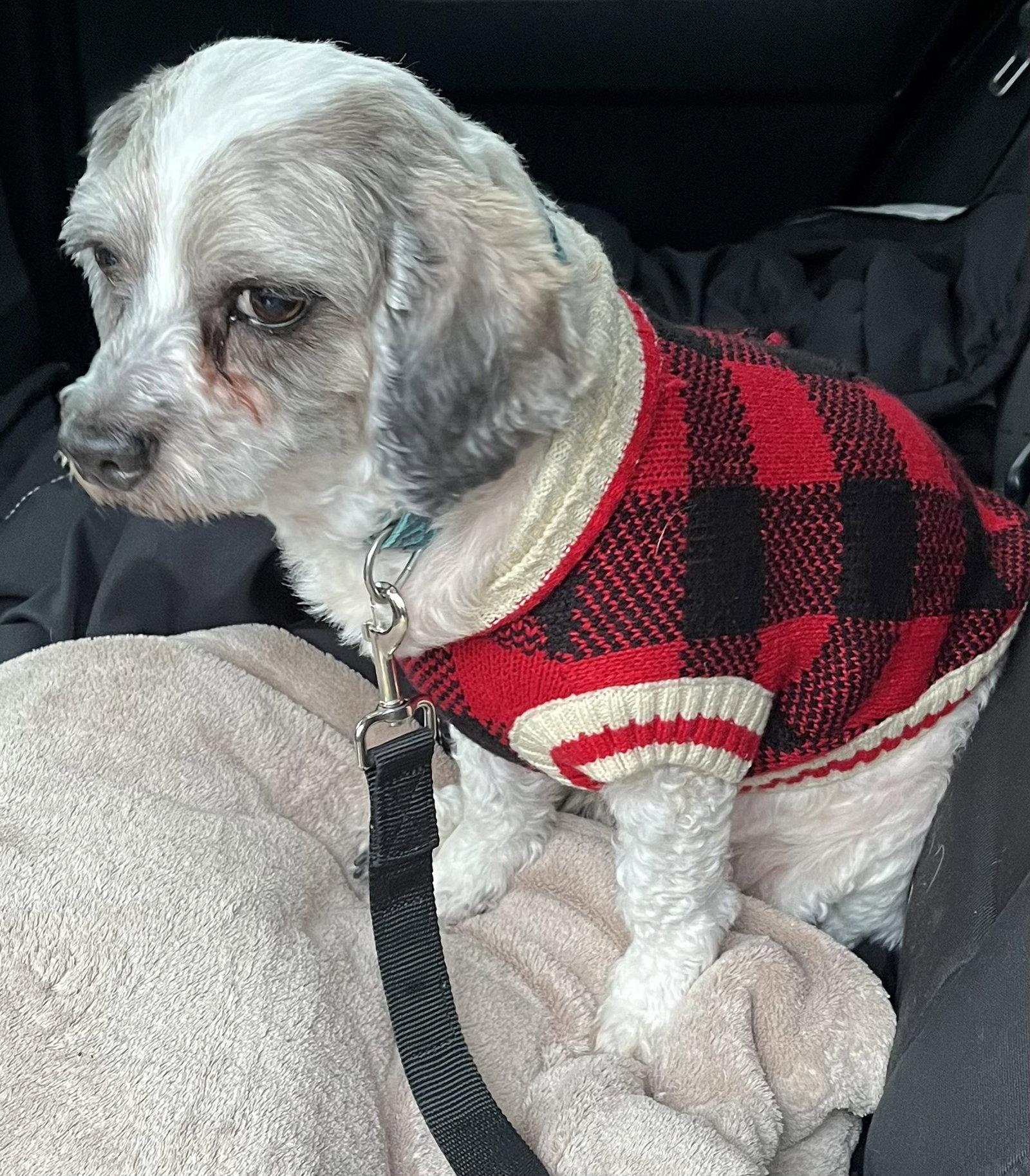 Enlarge PONCHO, a Adopted mixed breed in Minesing, ON image 1/3