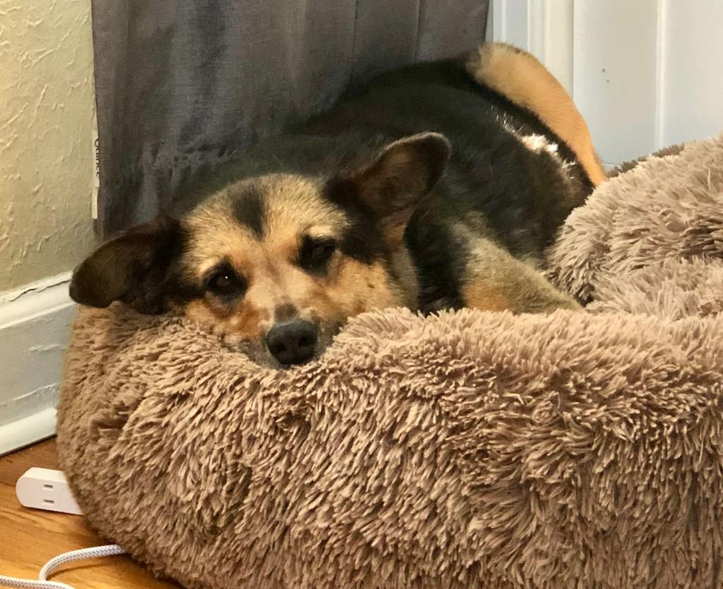 Galadriel, a Adoptable mixed breed in Fort Lupton, CO image 1/5