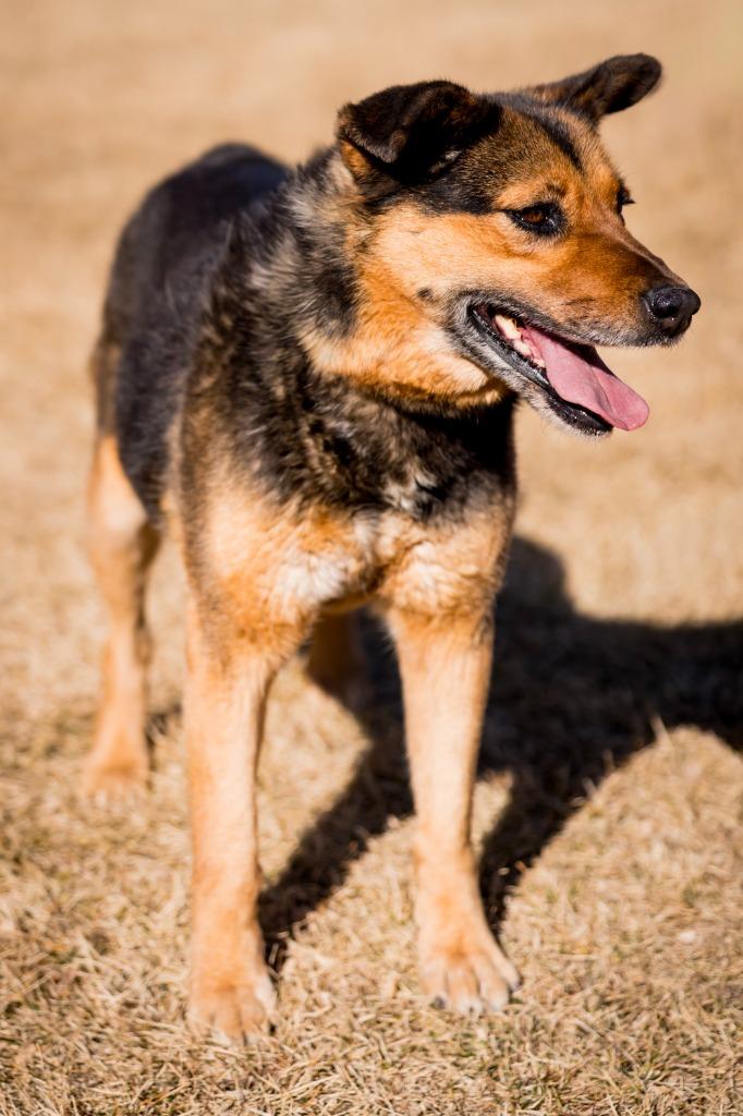 Galadriel, a Adoptable mixed breed in Fort Lupton, CO image 2/5