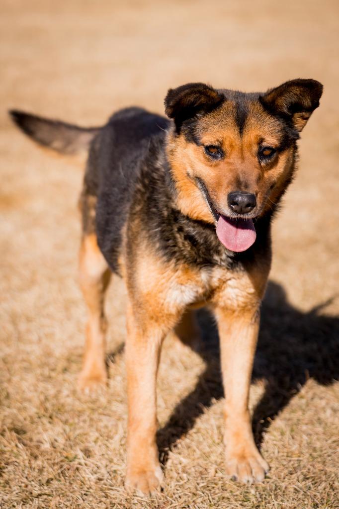 Galadriel, a Adoptable mixed breed in Fort Lupton, CO image 3/5
