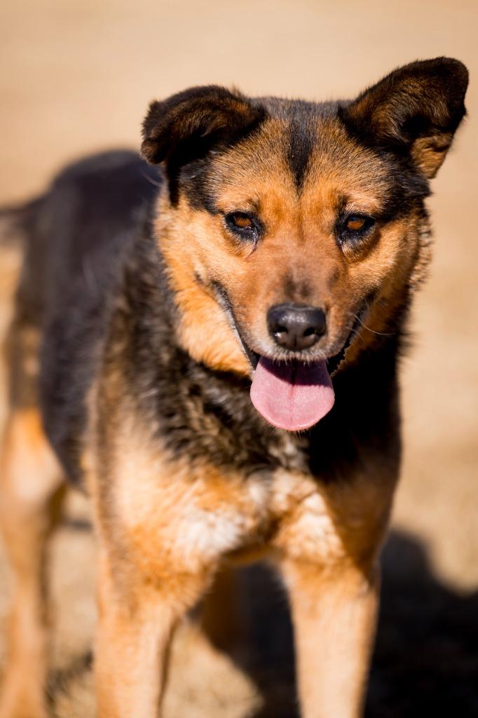 Galadriel, a Adoptable mixed breed in Fort Lupton, CO image 4/5