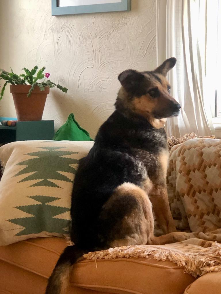 Galadriel, a Adoptable mixed breed in Fort Lupton, CO image 5/5