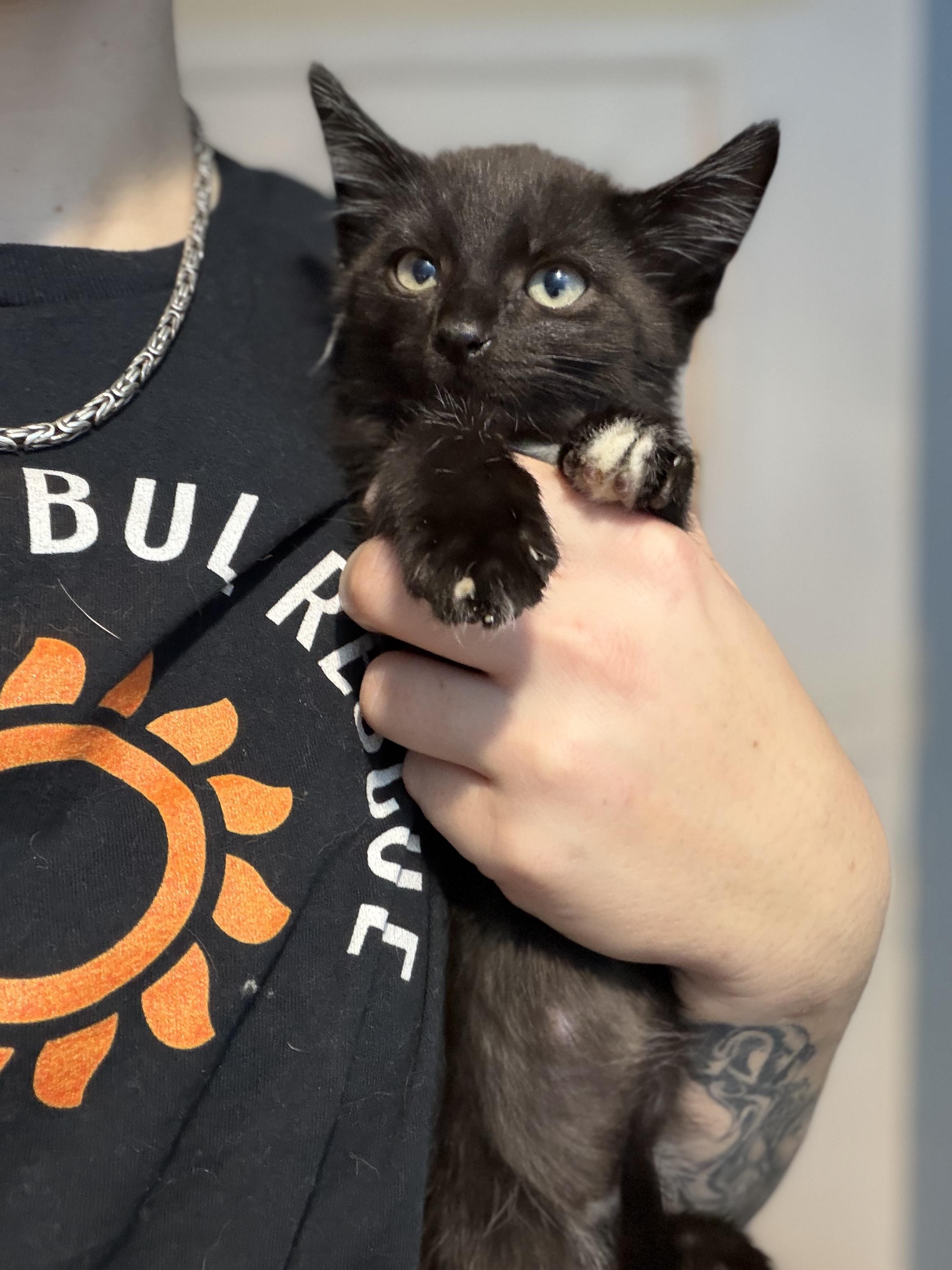 Simon, adopted, Kitten Male Domestic Short Hair.