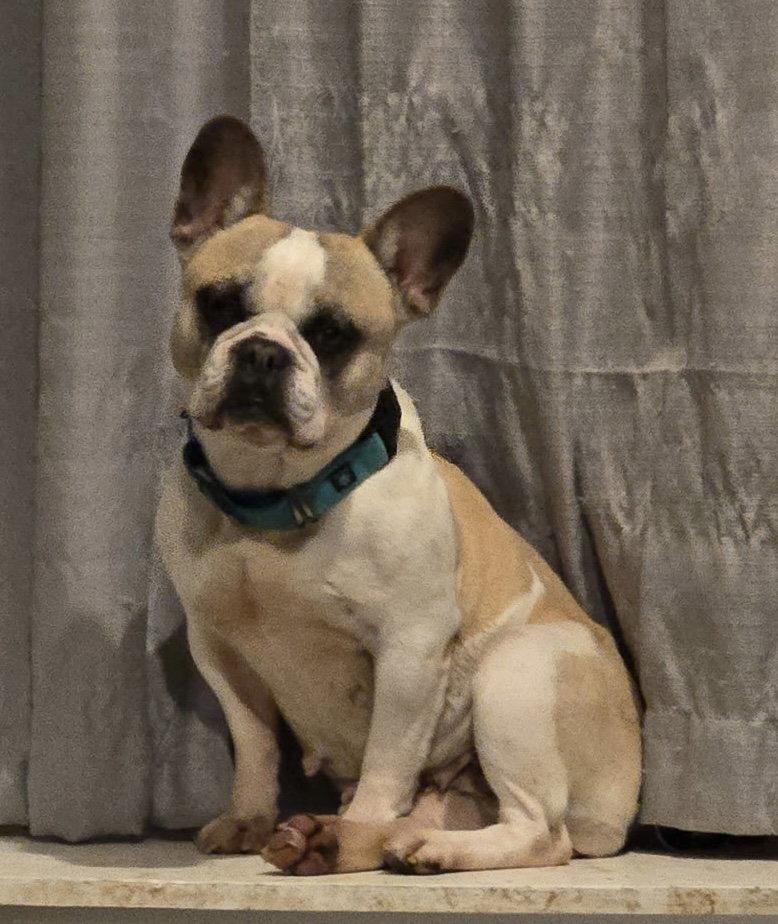 Enlarge Jade, a Adoptable French Bulldog in Fort Wayne, IN image 1/3