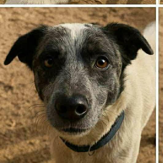 Willow, a Adoptable Mixed Breed in Boone, IA image 1/3