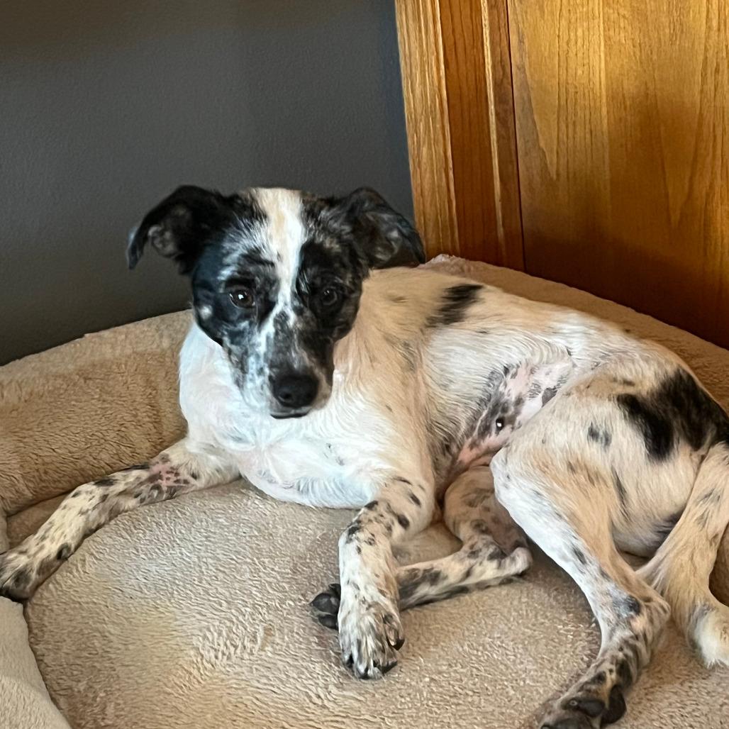 Enlarge Willow, a Adoptable Mixed Breed in Boone, IA image 2/6