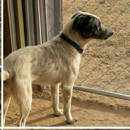 Willow, a Adoptable Mixed Breed in Boone, IA image 2/3