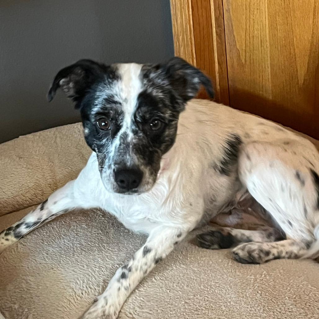 Enlarge Willow, a Adoptable Mixed Breed in Boone, IA image 3/6