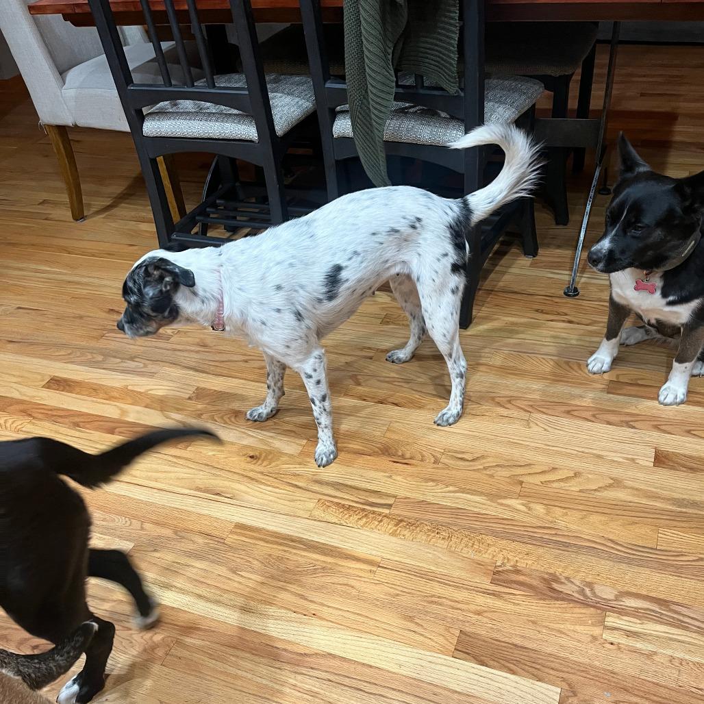 Enlarge Willow, a Adoptable Mixed Breed in Boone, IA image 4/6