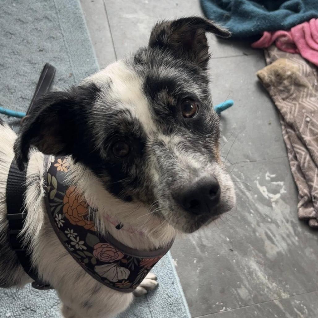 Willow, a Adoptable Mixed Breed in Boone, IA image 3/3