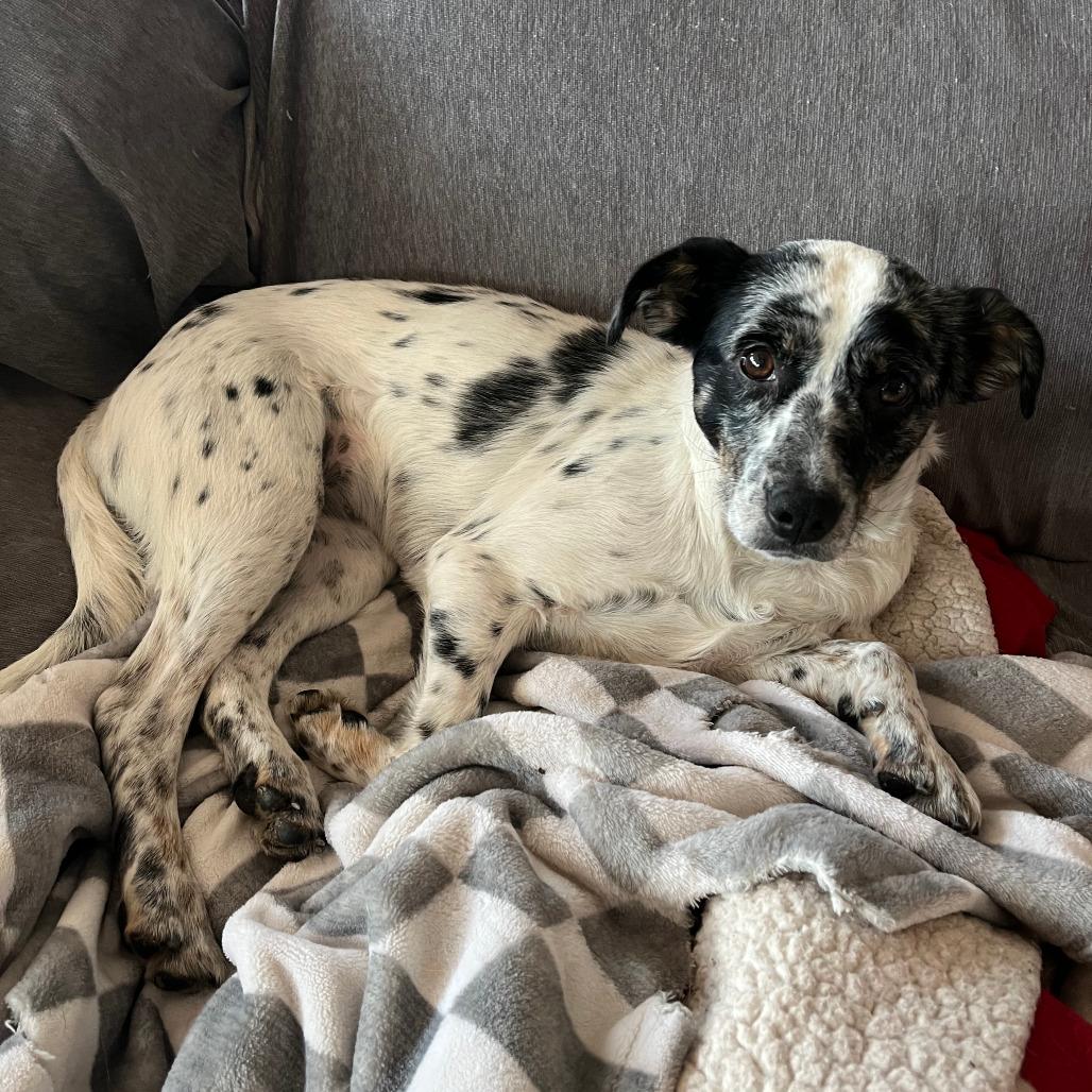 Enlarge Willow, a Adoptable Mixed Breed in Boone, IA image 6/6