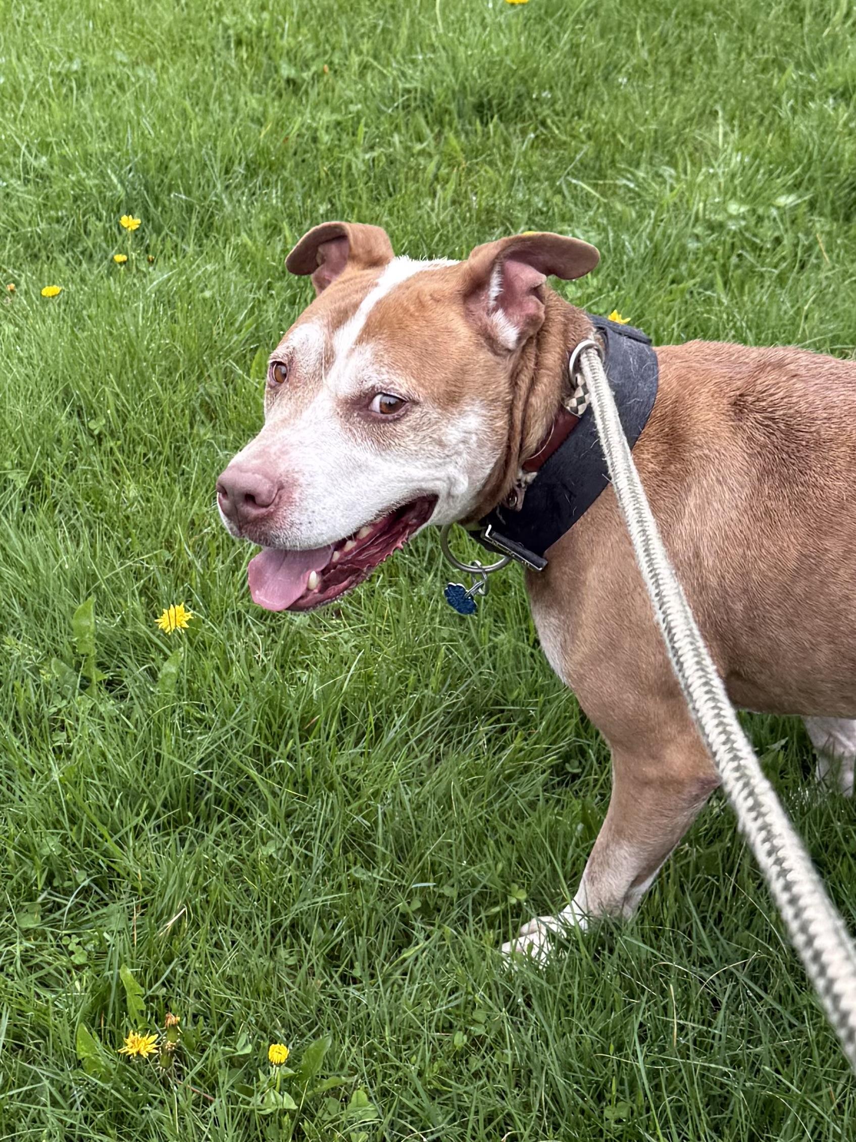 HANK, Adoptable, Senior Male Mixed Breed.