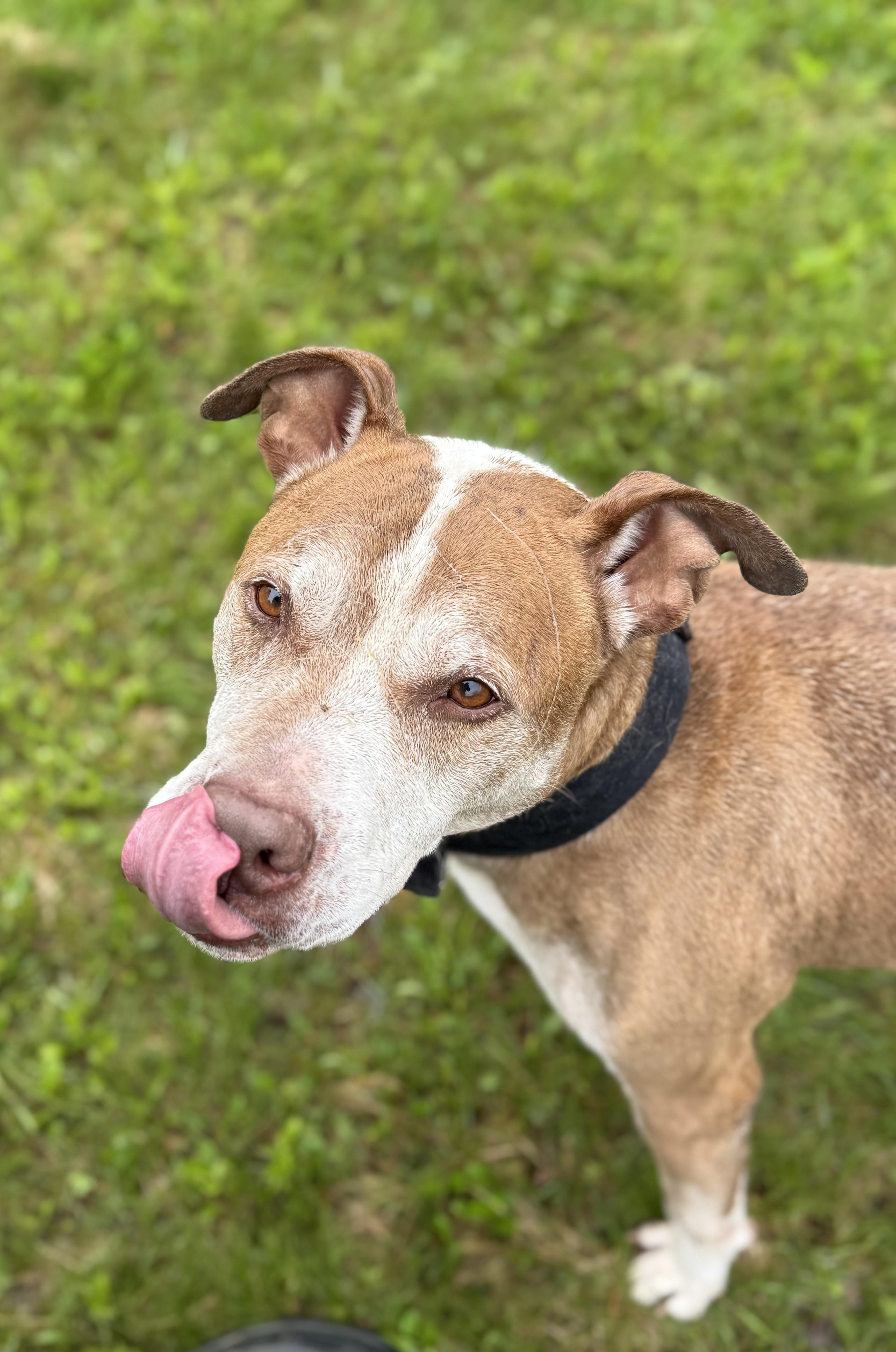 HANK, a Adoptable mixed breed in Morris, NY image 2/4