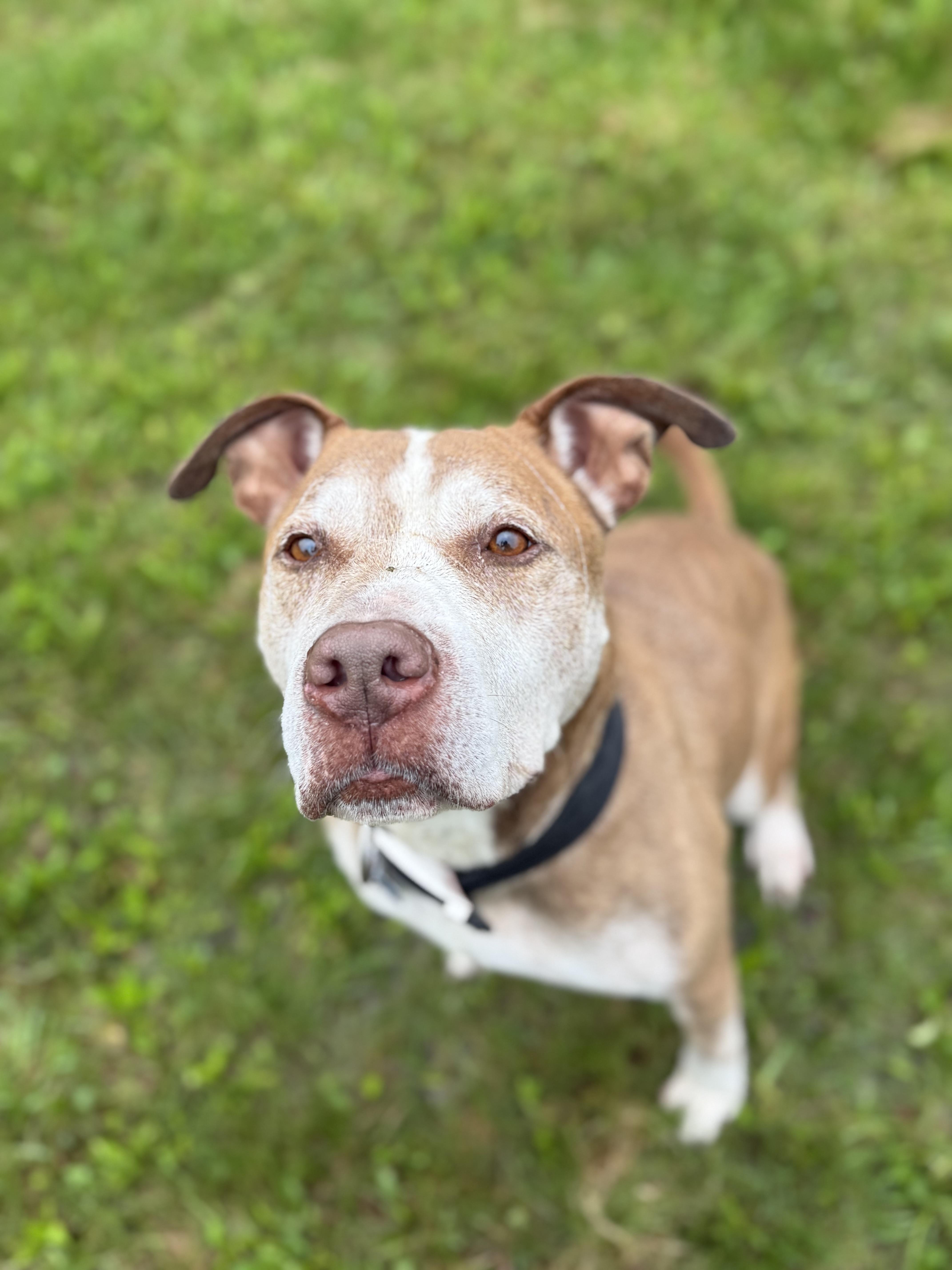 HANK, a Adoptable mixed breed in Morris, NY image 3/4
