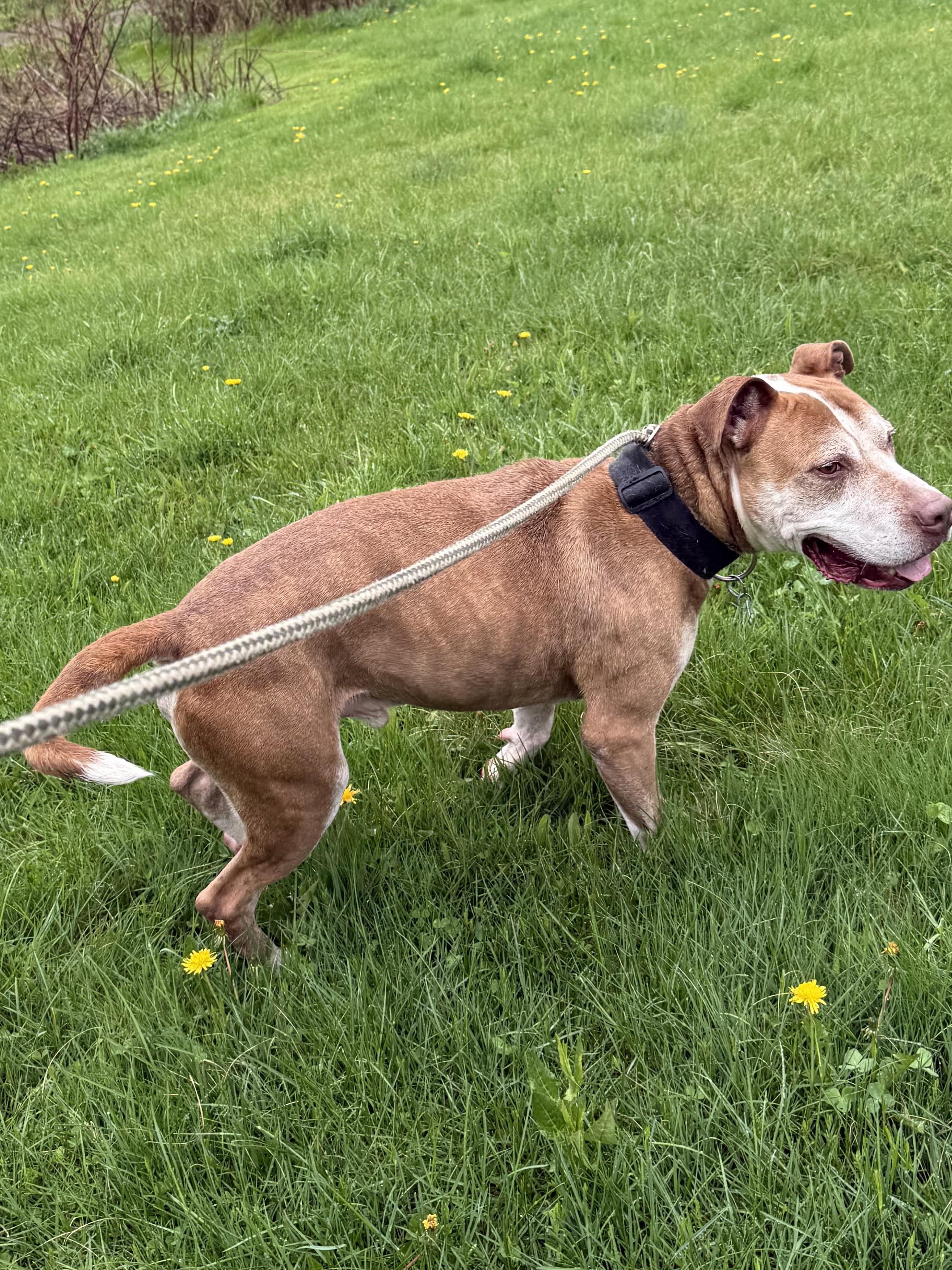 HANK, a Adoptable mixed breed in Morris, NY image 4/4