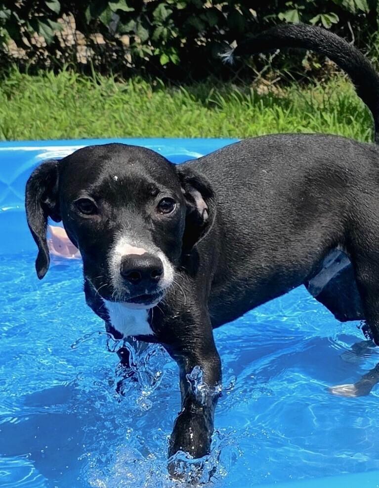 Pup Dean, Adoptable, Puppy Male Hound.