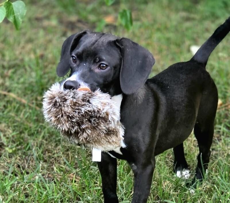 Enlarge Pup Dean, a Adoptable mixed breed in Washington, DC image 2/2