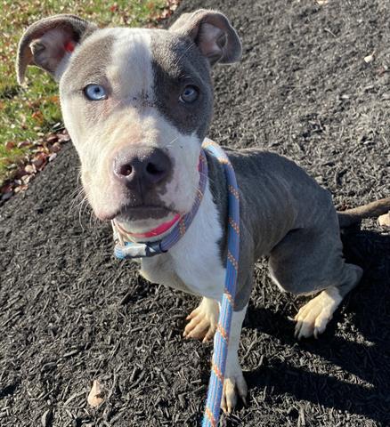 Enlarge EDEN, a Adoptable Pit Bull Terrier in Dayton, OH image 1/1