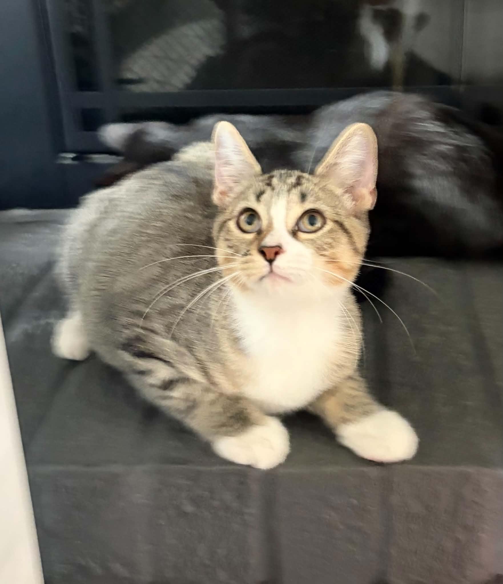 Walking Stick, ADOPTABLE, Kitten Male Domestic Short Hair.