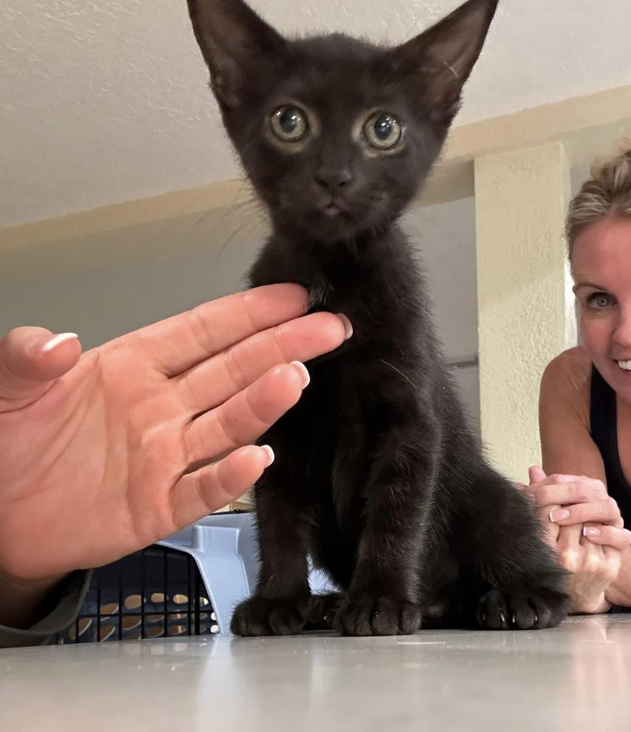 Cat for adoption Raven & Salem BONDED SISTERS, a Domestic Short Hair