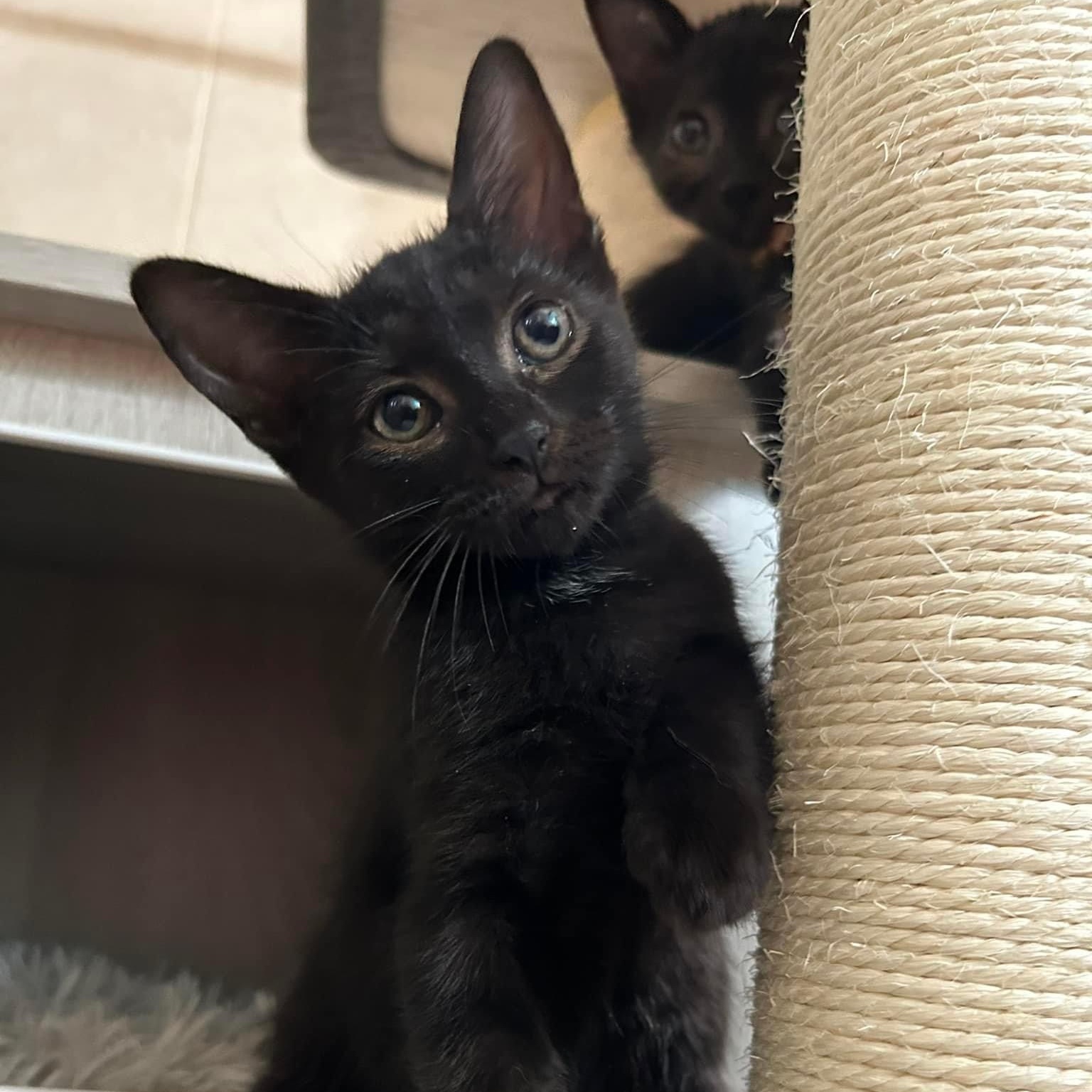 Cat for adoption Raven & Salem BONDED SISTERS, a Domestic Short Hair