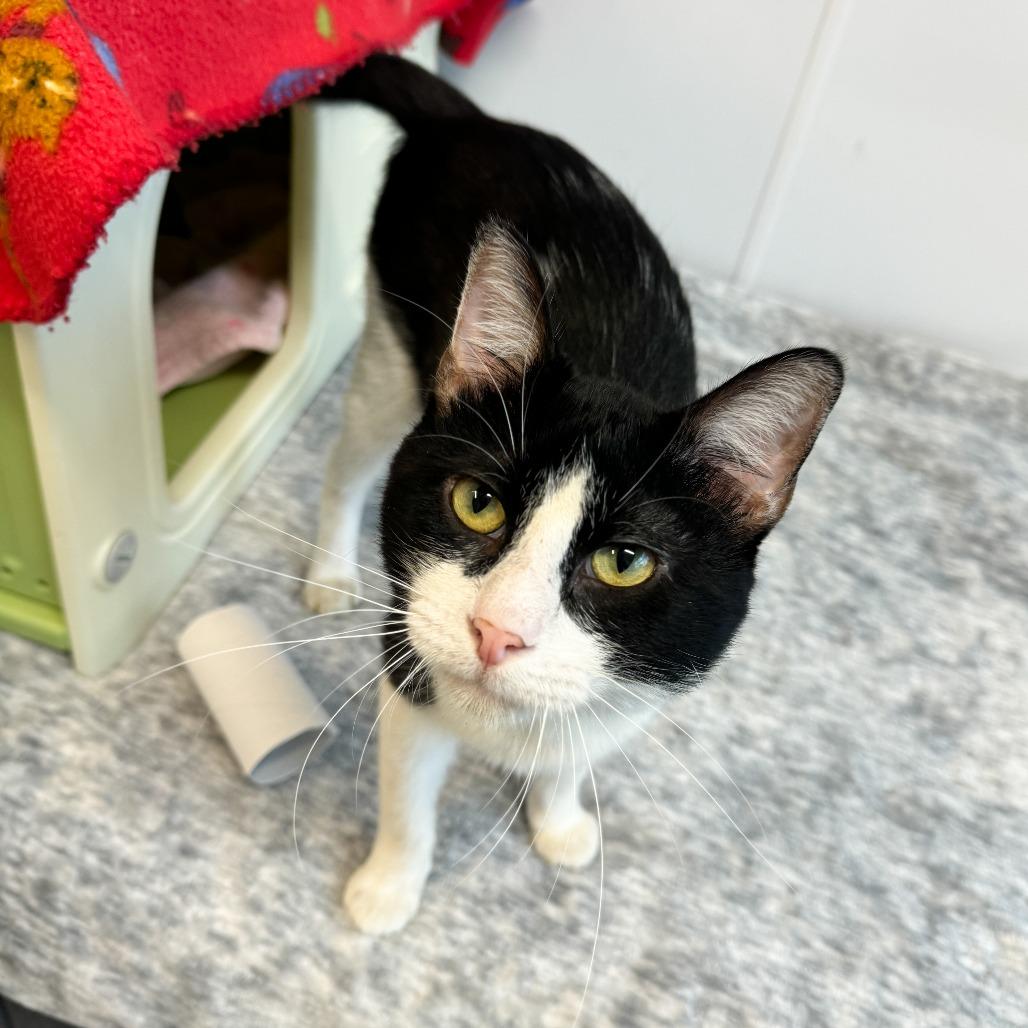 Enlarge Sir Screams Alot, a Adoptable Domestic Short Hair in Fort Wayne, IN image 1/2