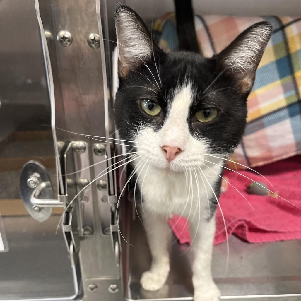 Enlarge Sir Screams Alot, a Adoptable Domestic Short Hair in Fort Wayne, IN image 2/2