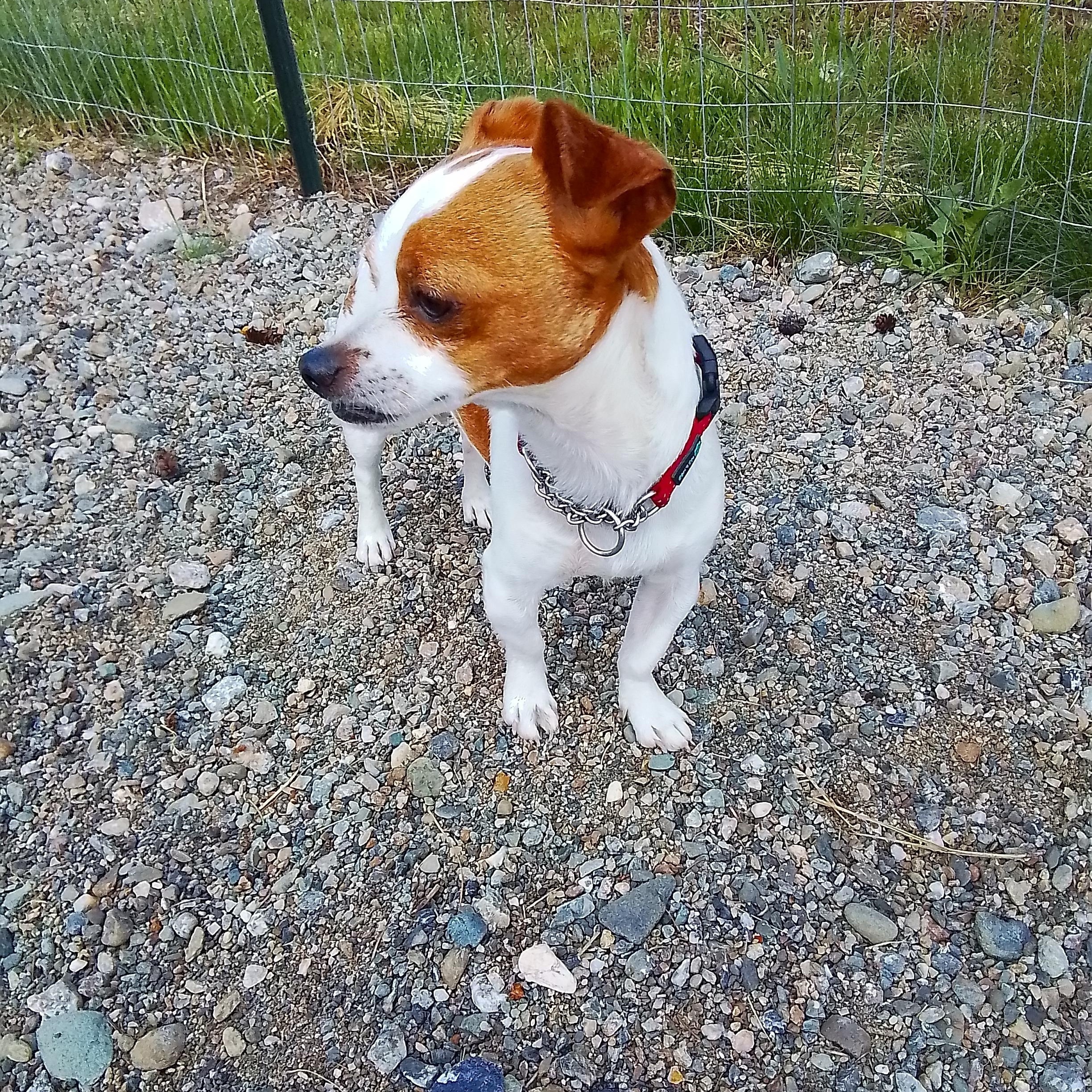 Charlie, an adopted mixed breed in Spokane, WA image 5/5