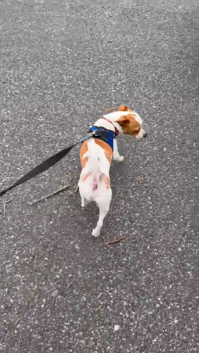 Enlarge Charlie, an adopted mixed breed in Spokane, WA video 1/5