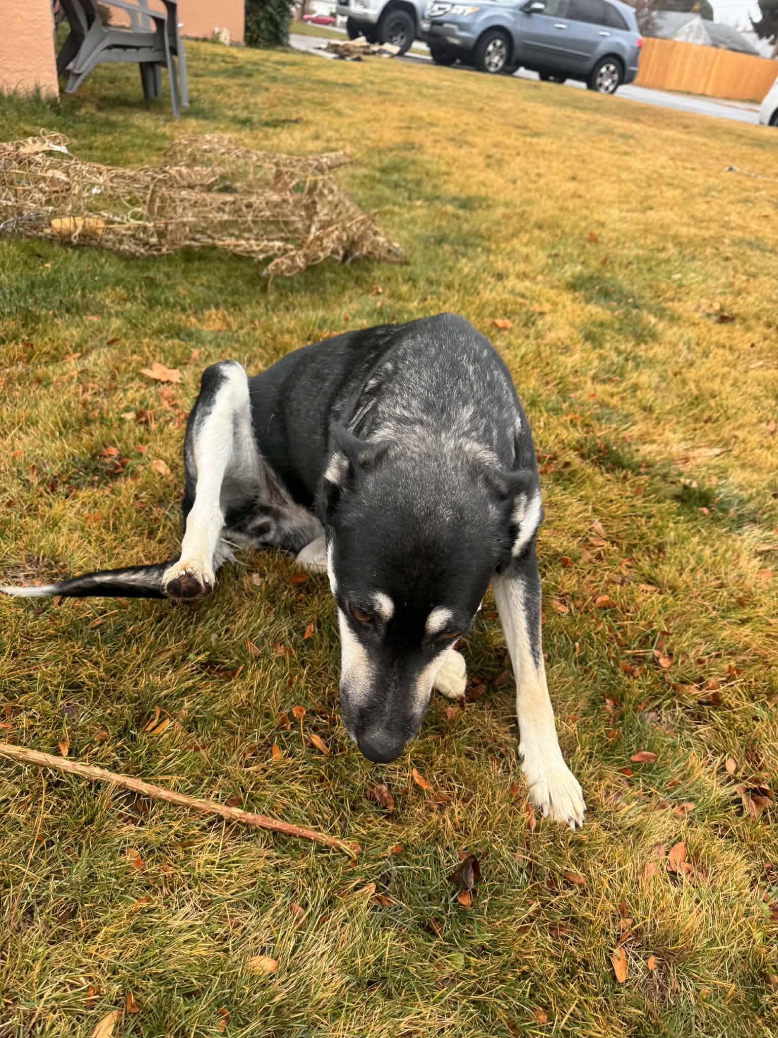 Wanda, Adopted, Adult Female Husky & Australian Kelpie.