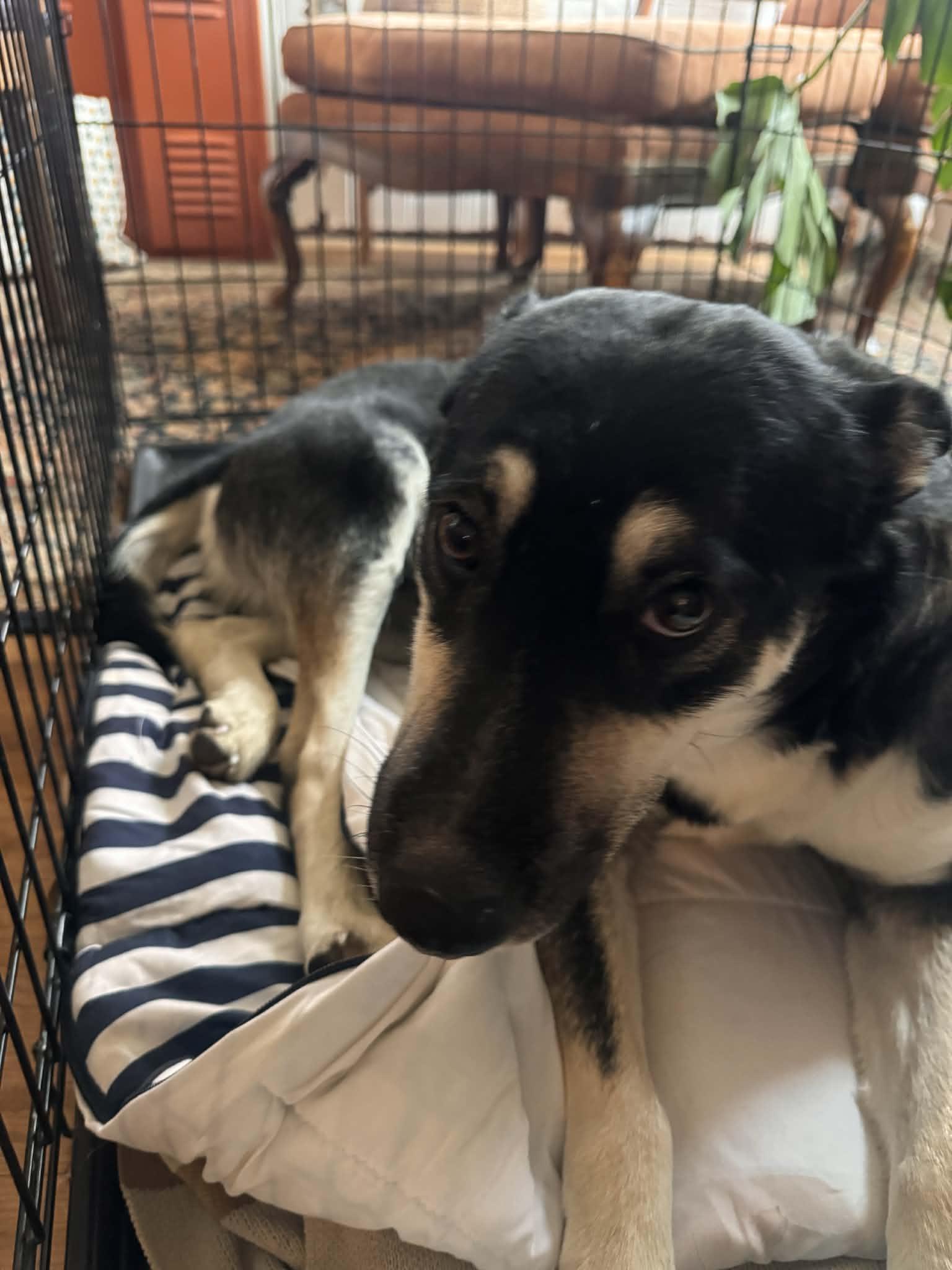 Enlarge Wanda, a Adoptable mixed breed in Jerome, ID image 1/6