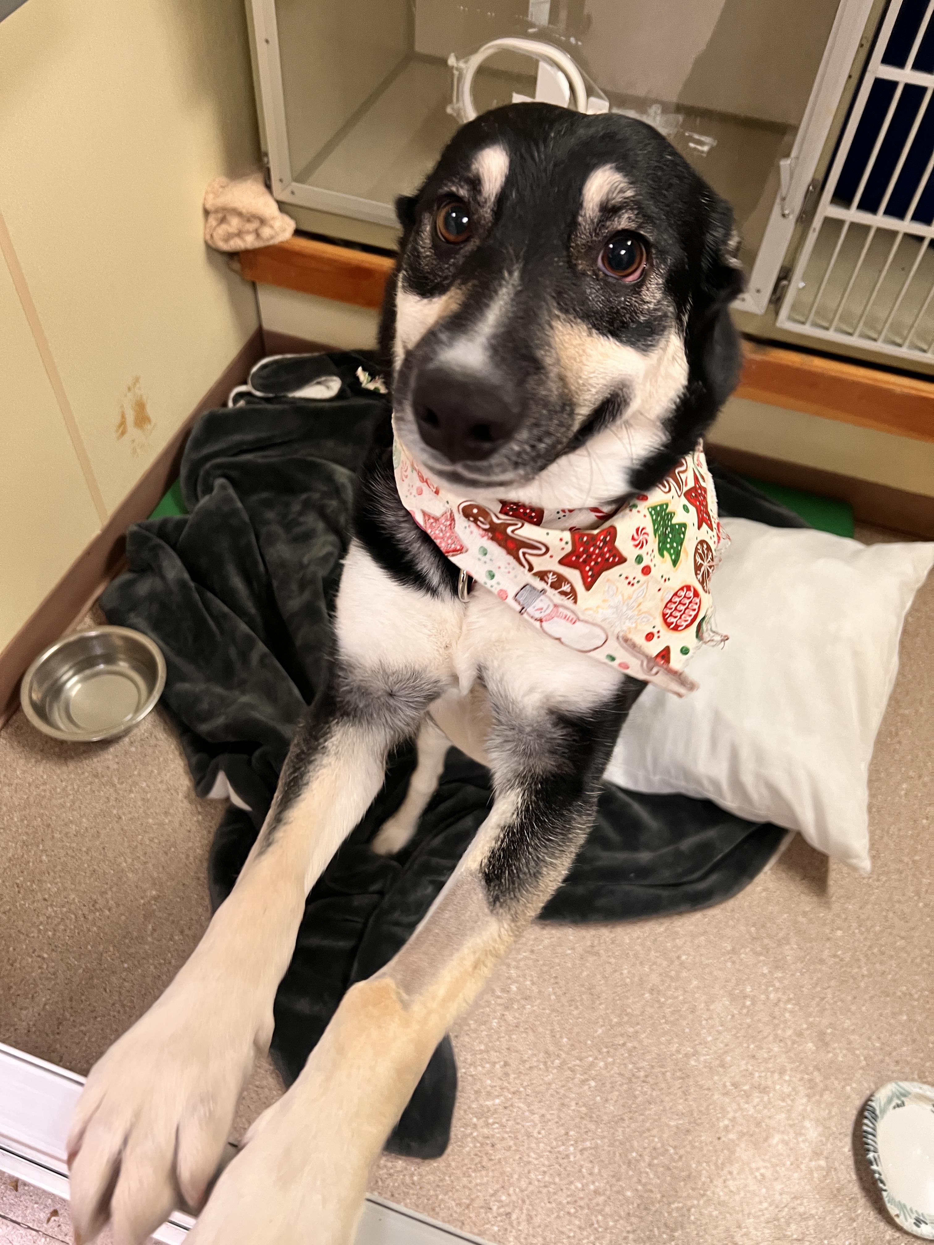 Enlarge Wanda, a Adoptable mixed breed in Jerome, ID image 2/6