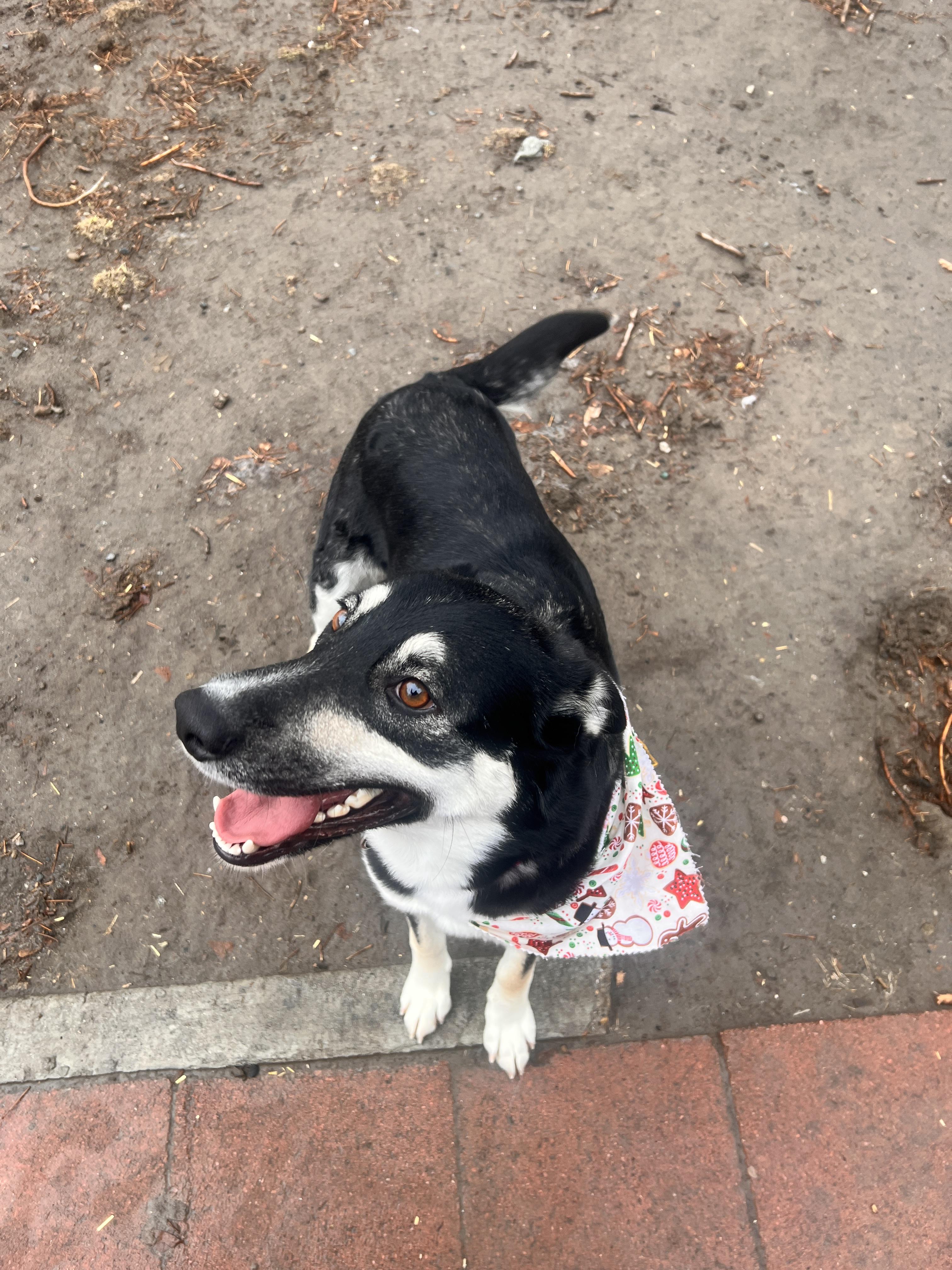 Enlarge Wanda, a Adoptable mixed breed in Jerome, ID image 3/6