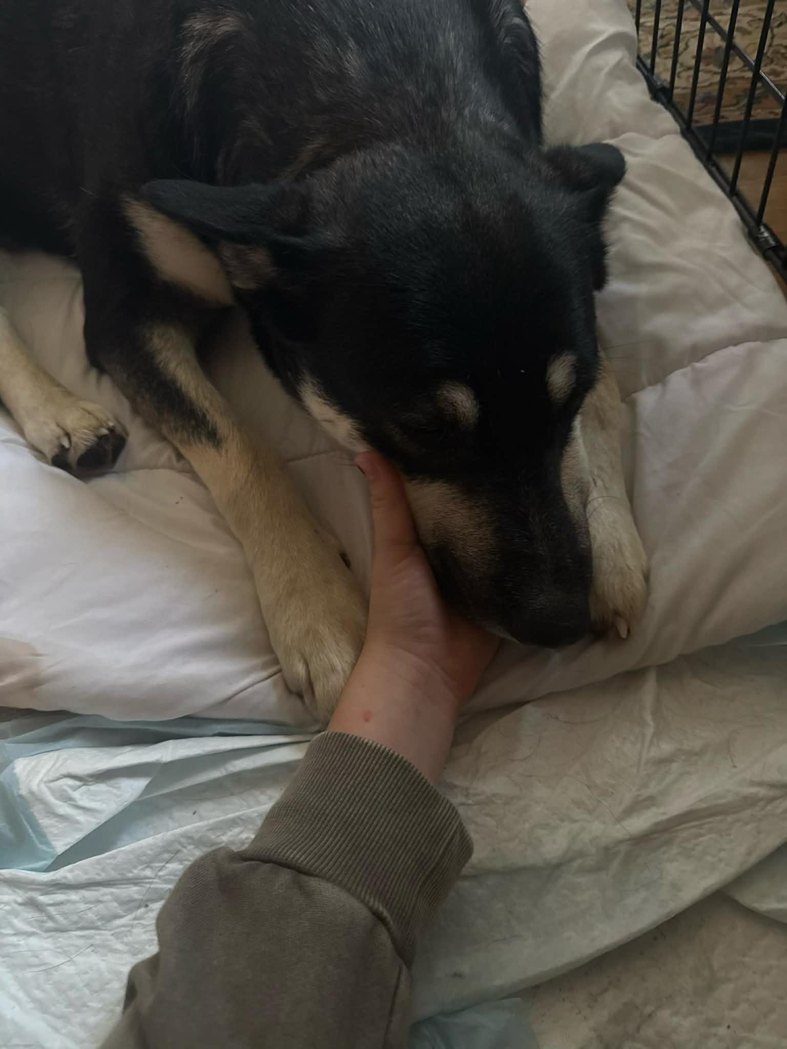 Enlarge Wanda, a Adoptable mixed breed in Jerome, ID image 4/6