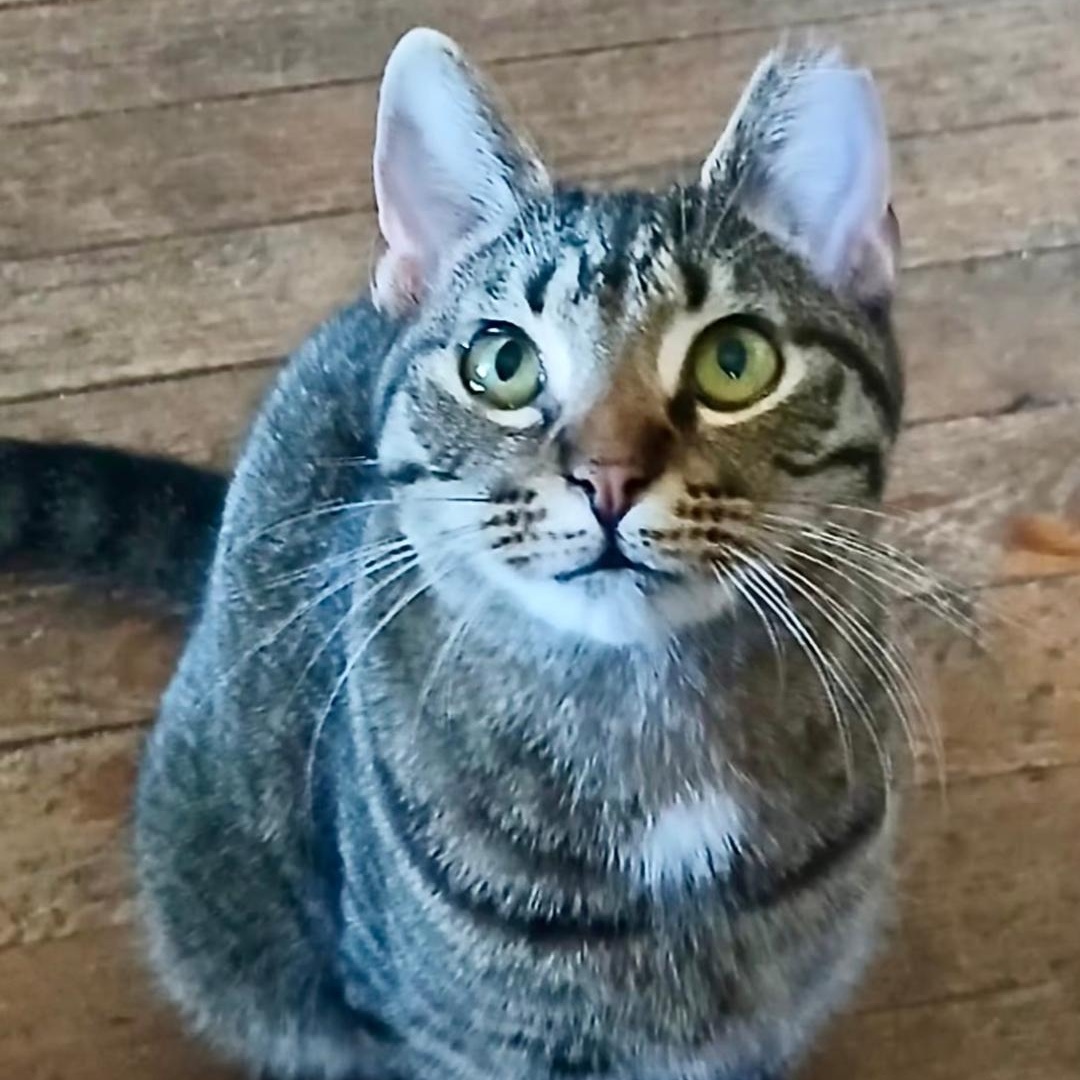 Enlarge Harvest, a ADOPTABLE Domestic Short Hair in Gastonia, NC image 1/1