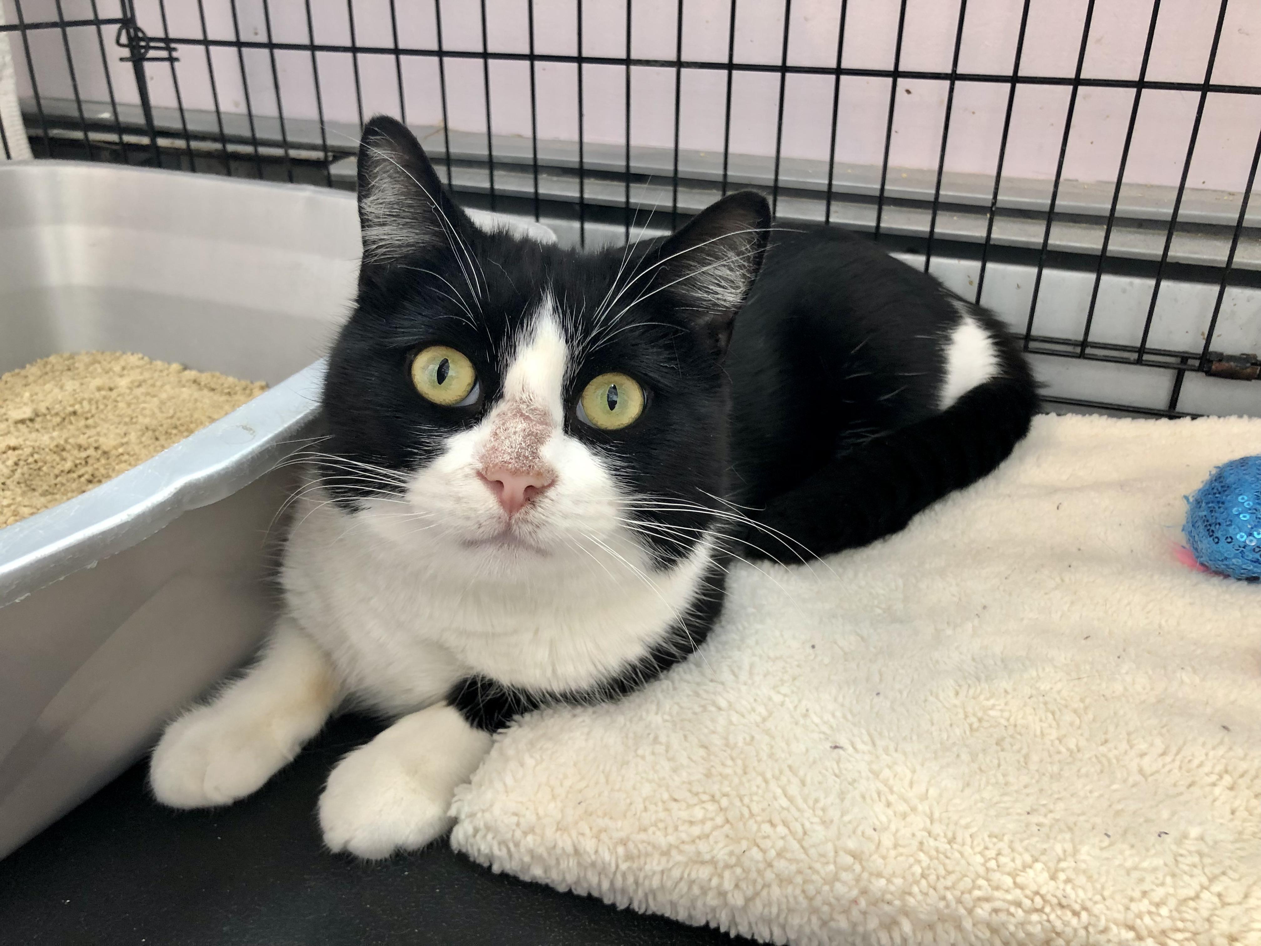 Enlarge Badger, an adoption pending Domestic Short Hair in Salisbury, MA image 1/4