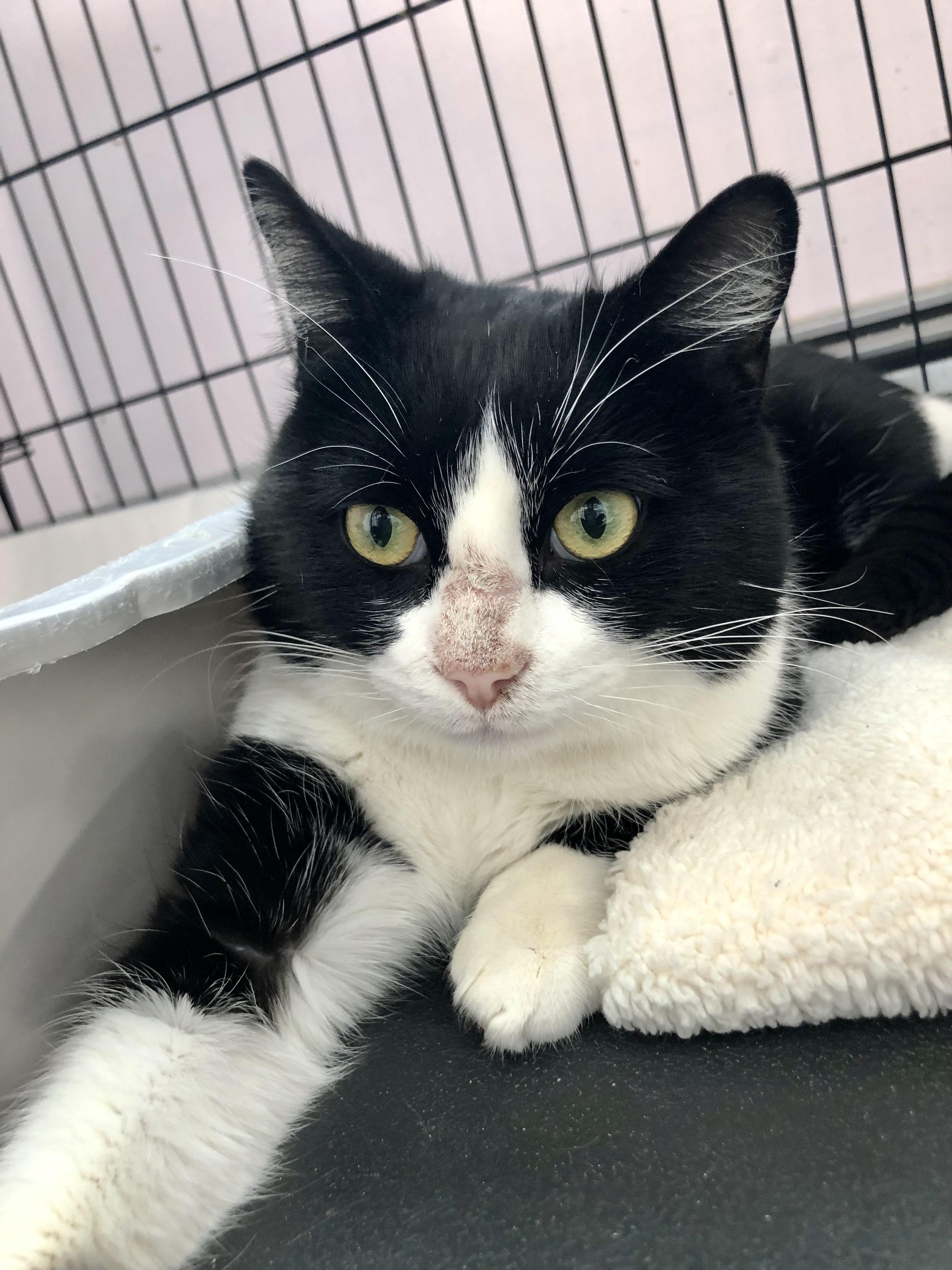 Enlarge Badger, an adoption pending Domestic Short Hair in Salisbury, MA image 4/4