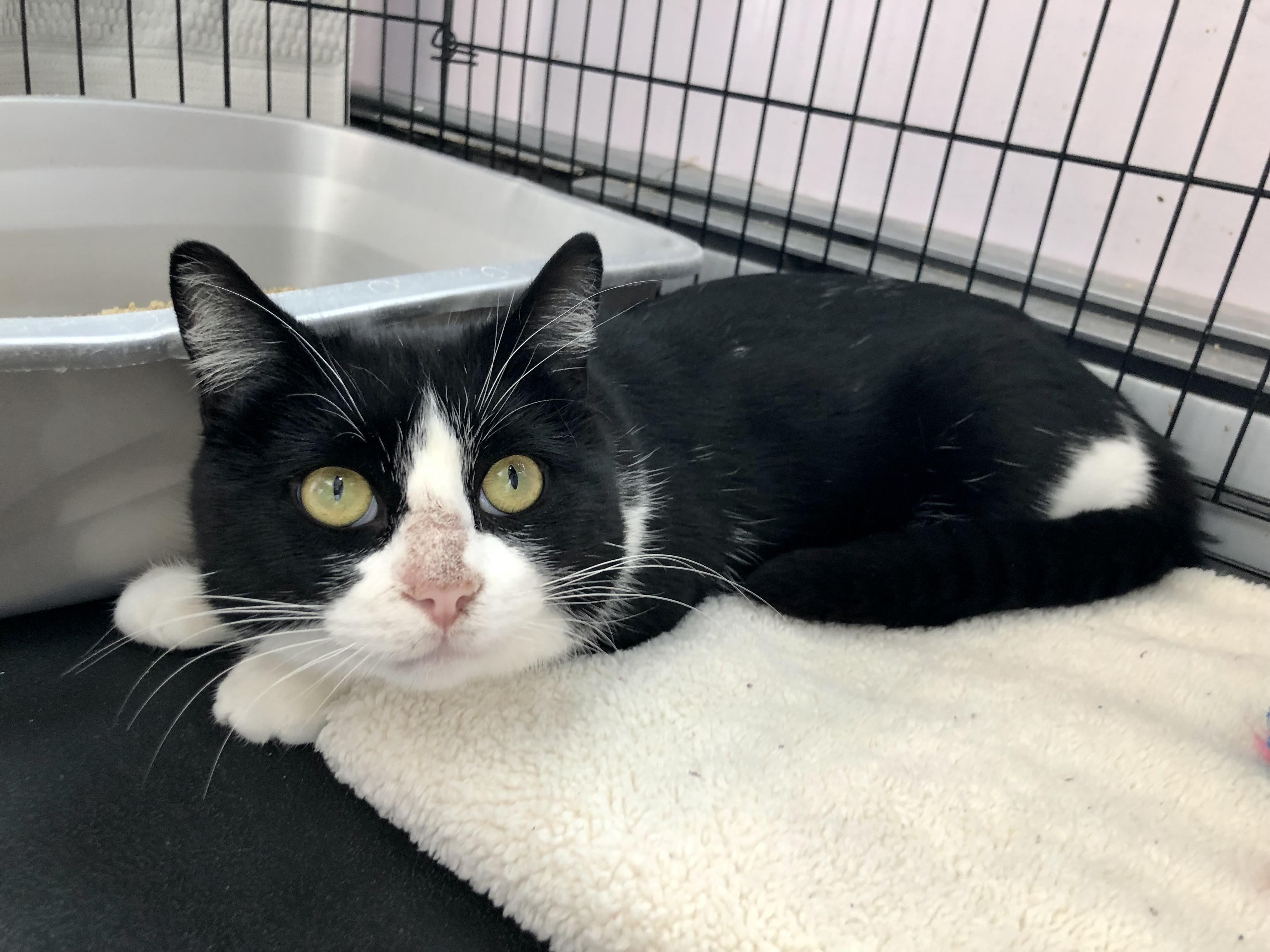 Enlarge Badger, an adoption pending Domestic Short Hair in Salisbury, MA image 3/4