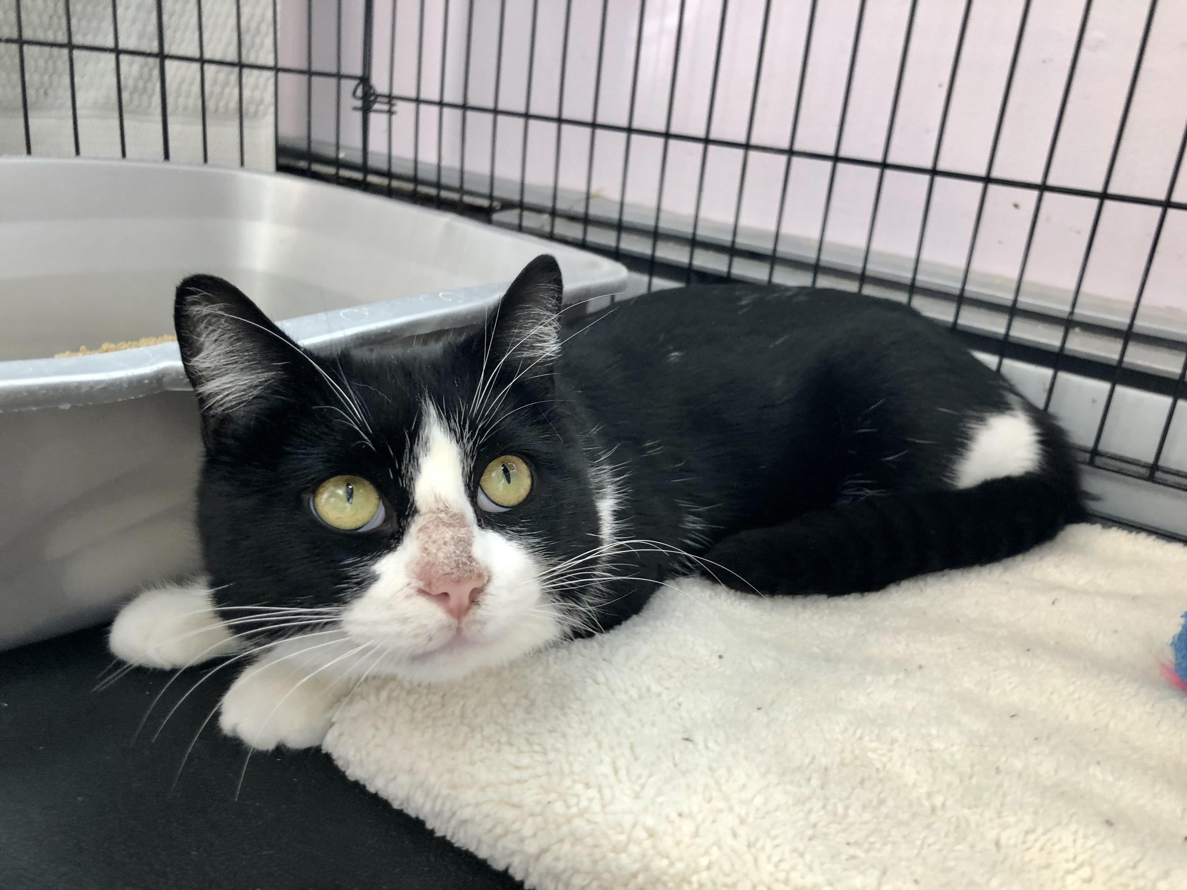 Enlarge Badger, an adoption pending Domestic Short Hair in Salisbury, MA image 2/4