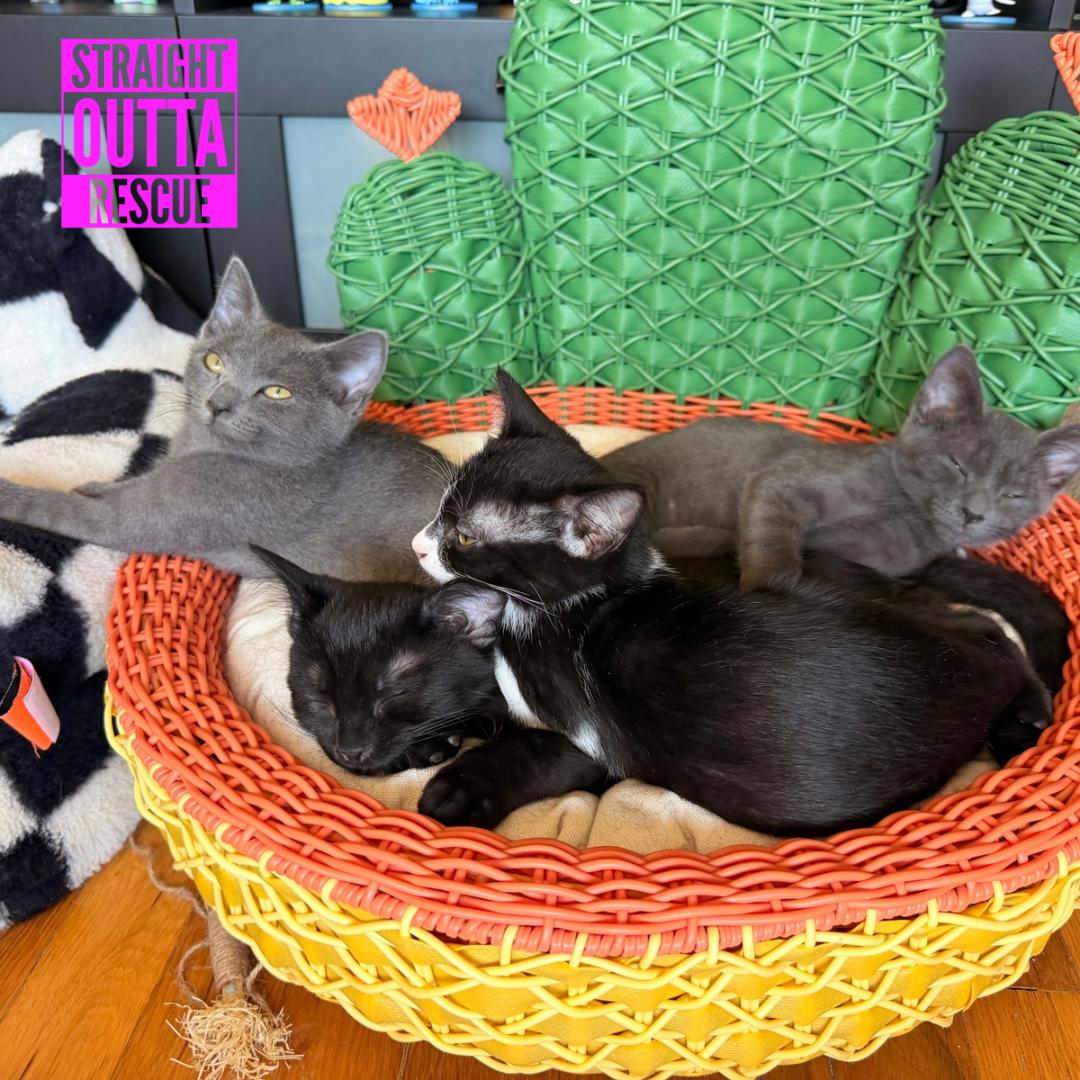 Button, an adopted Domestic Short Hair in Vancouver, BC image 3/5