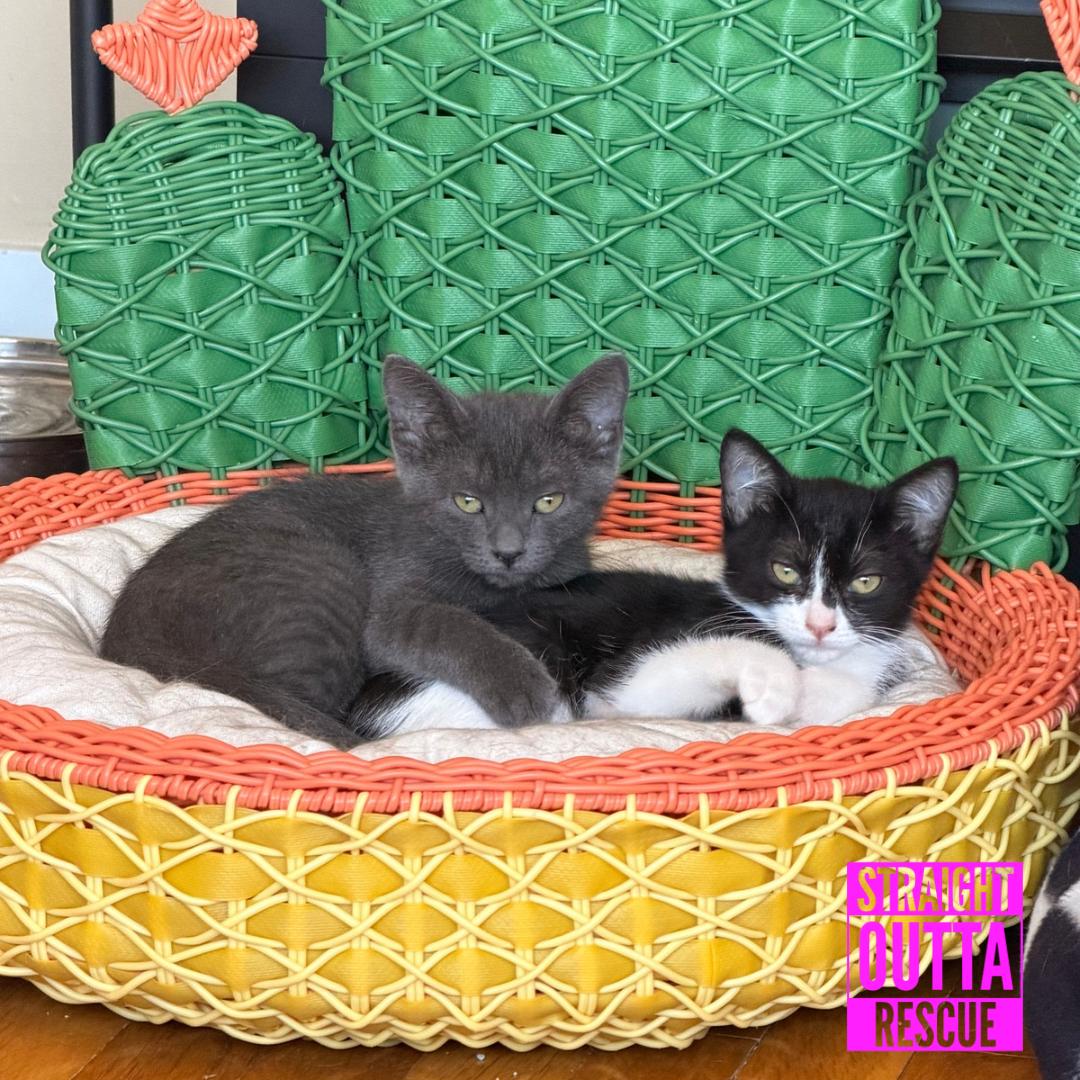 Button, an adopted Domestic Short Hair in Vancouver, BC image 2/5