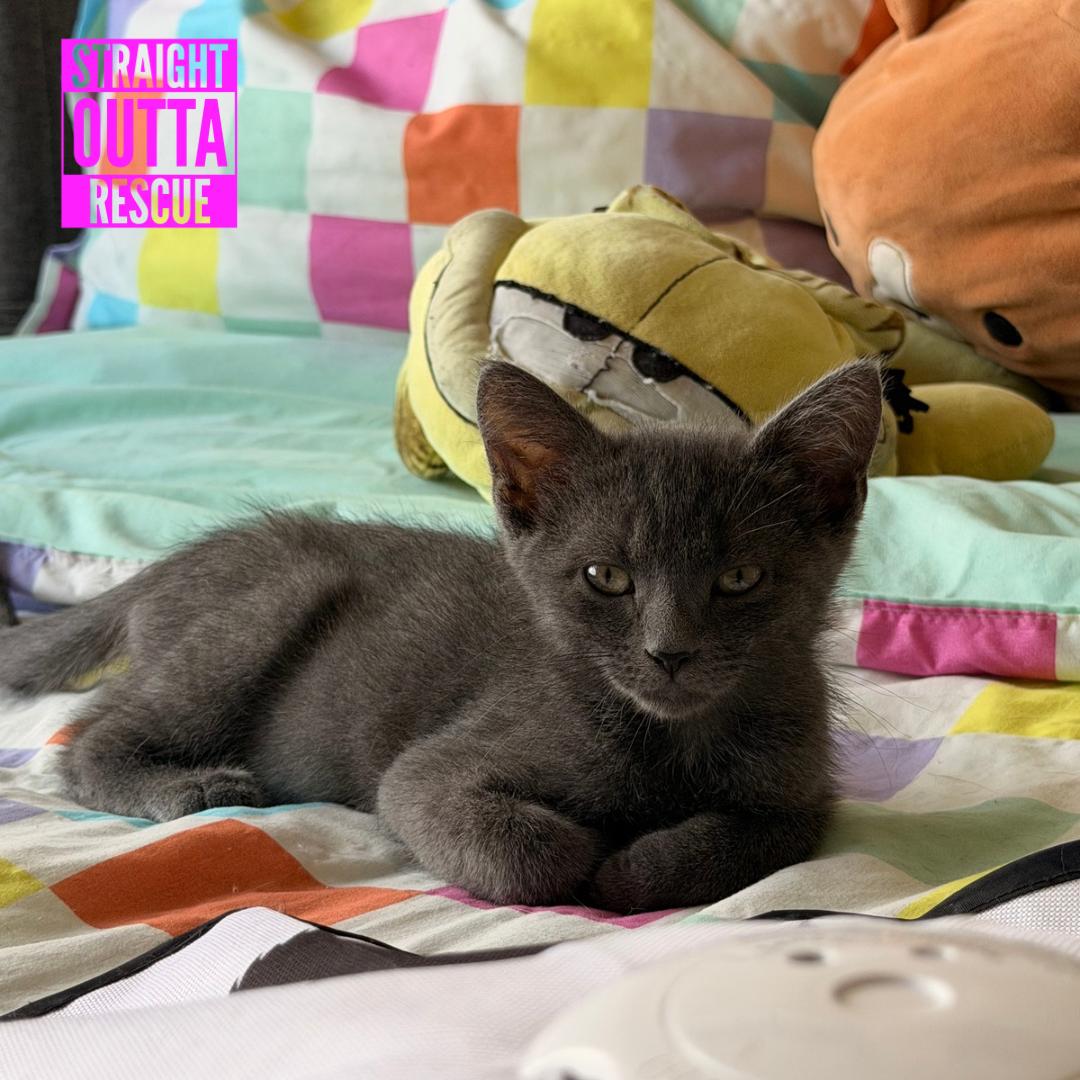Button, adopted, Kitten Male Domestic Short Hair.